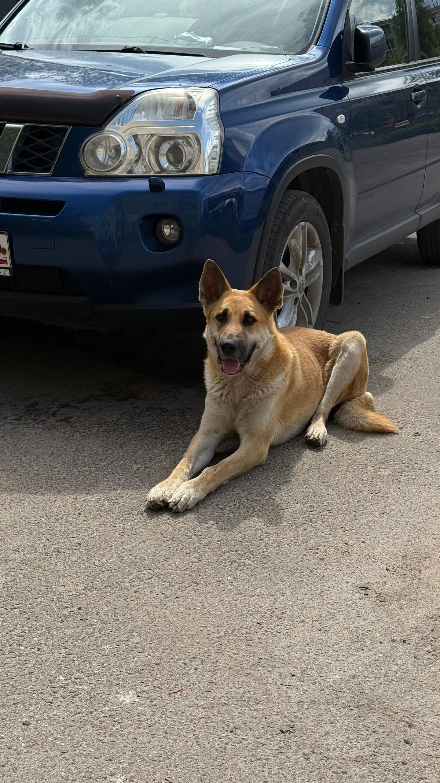 Найдена собака в Других городах — фото объявления