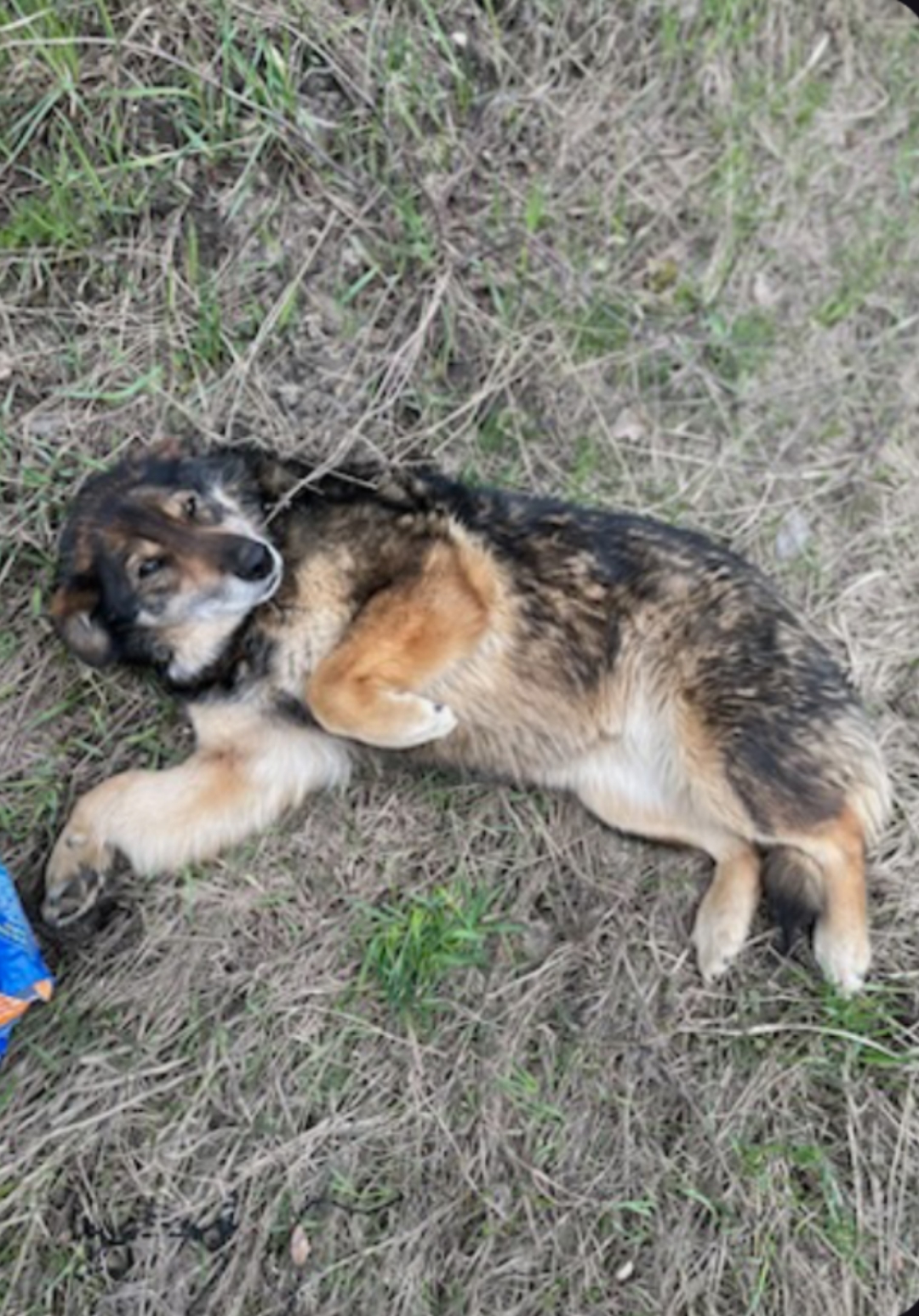Пропала собака в Ступине — Ступино, МО!❗❗❗🆘🆘🆘