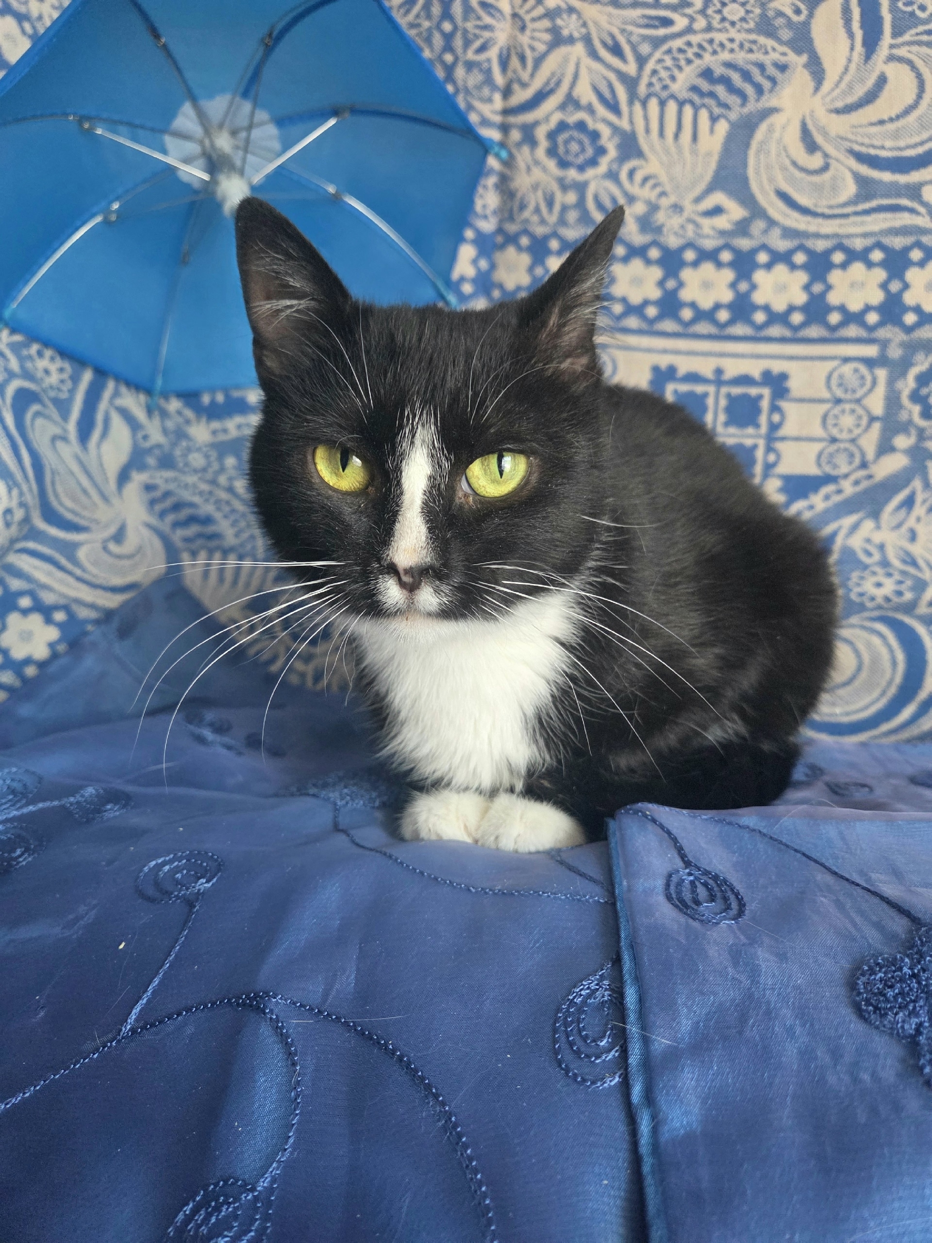 Найдена кошка в Ступине — фото объявления