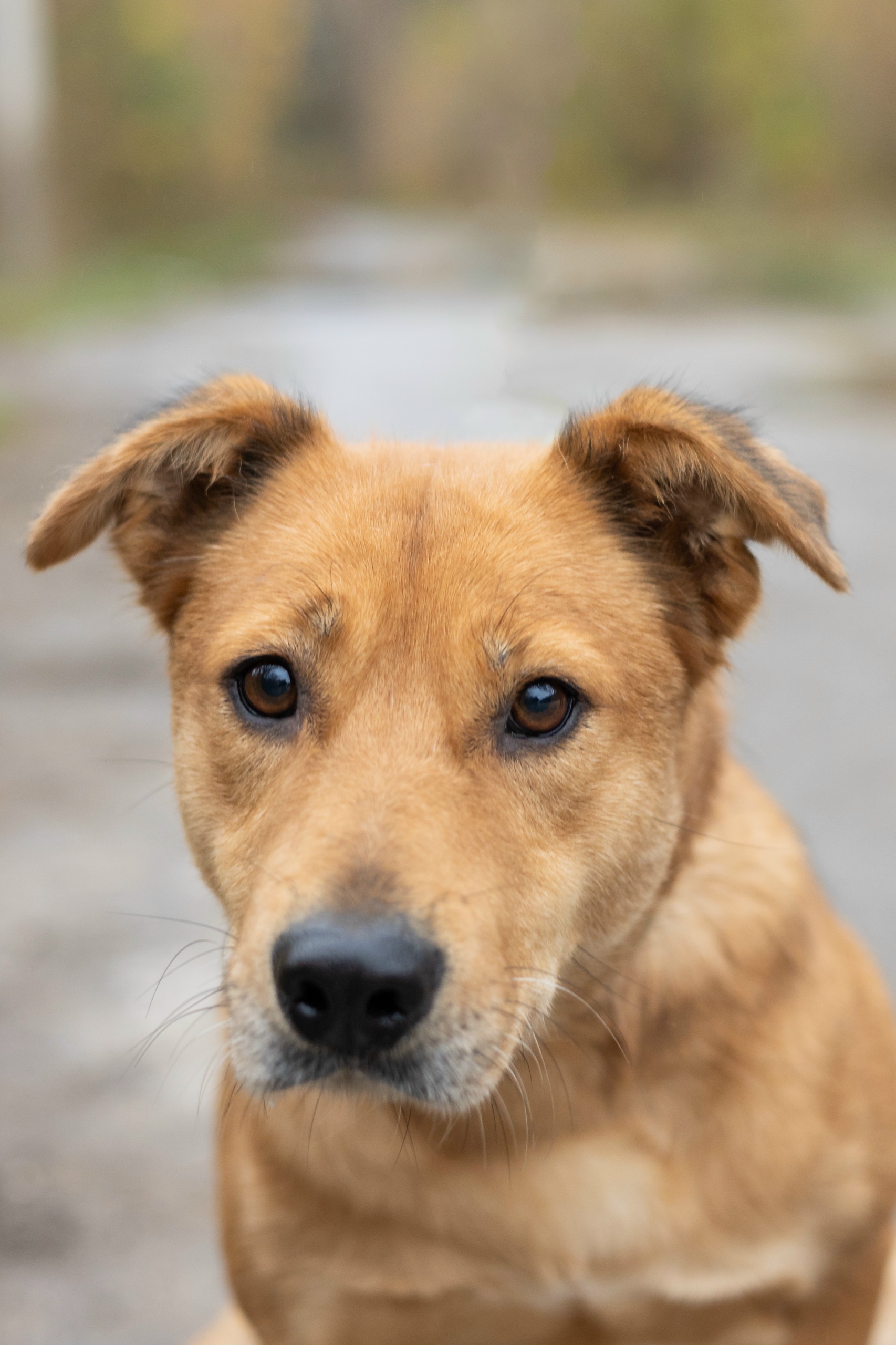 Пропала собака в Павловском Посаде — Пожалуйста, не пролистывайте! Приглядитесь!