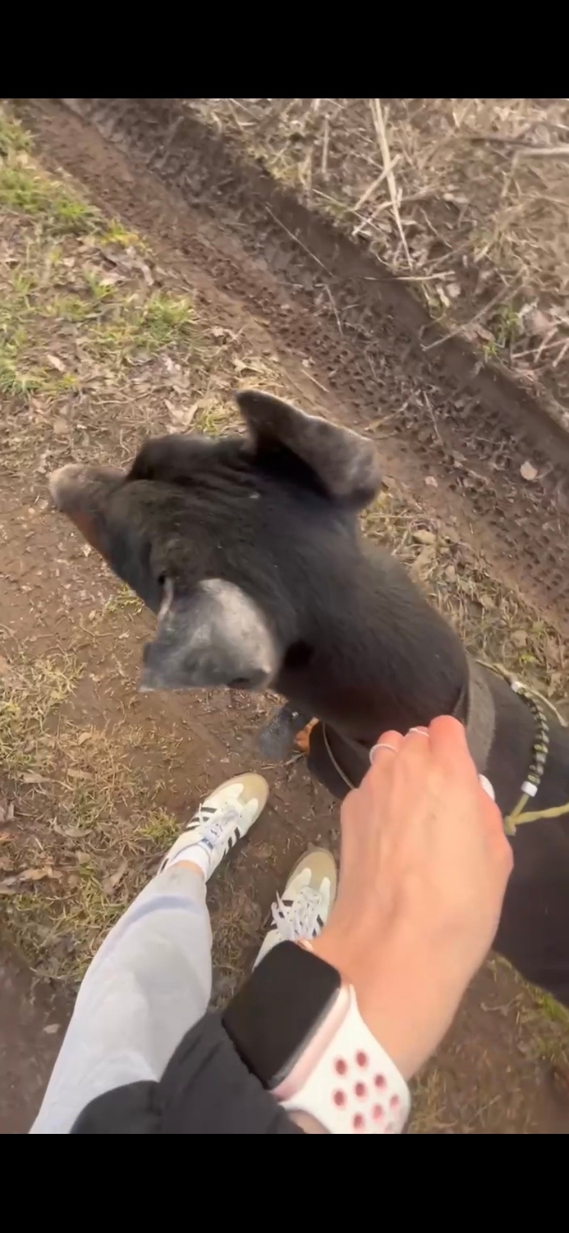 Объявление о питомце в Павловском Посаде — фото объявления