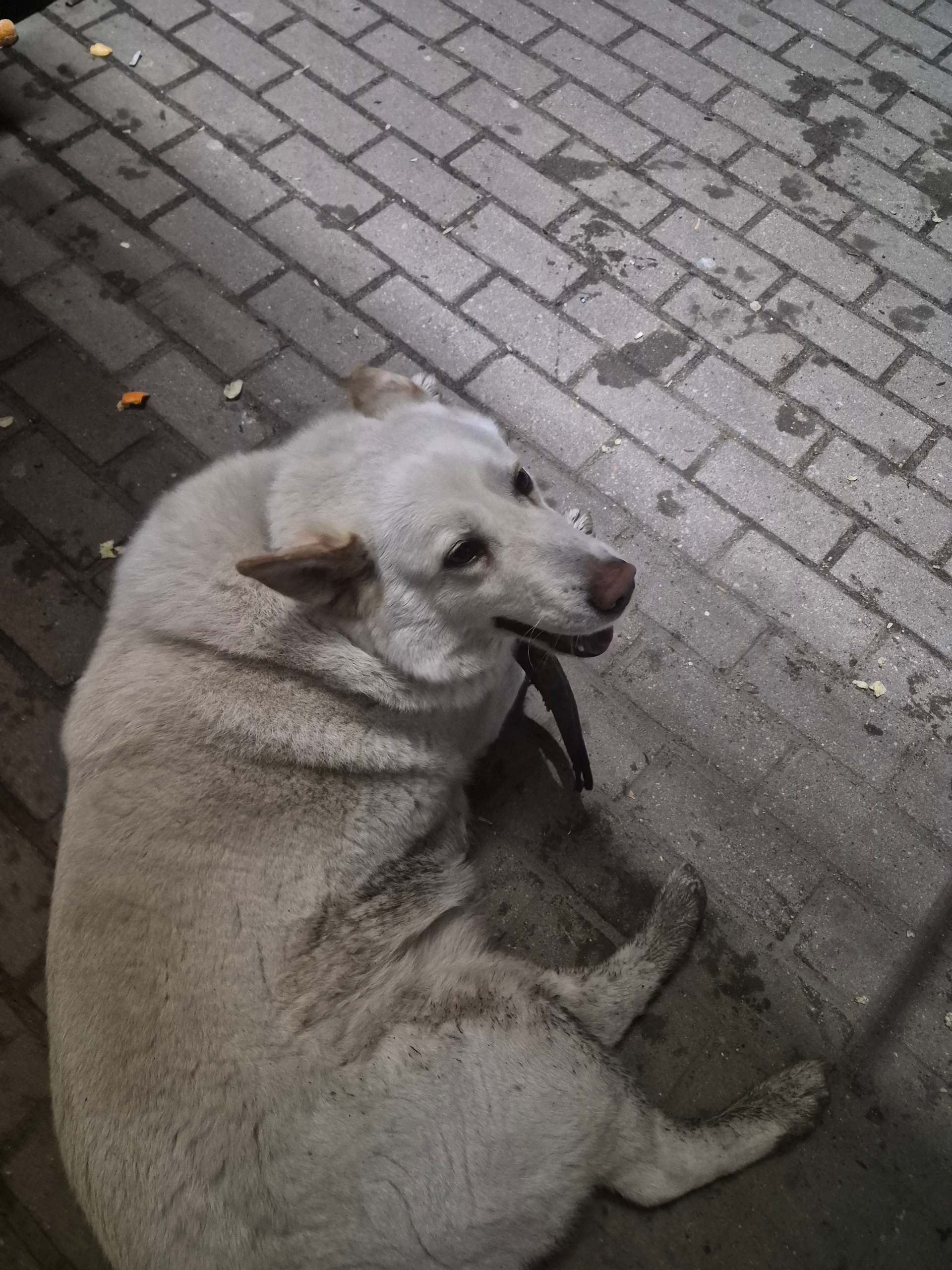 Пропала собака в Ржеве — фото объявления