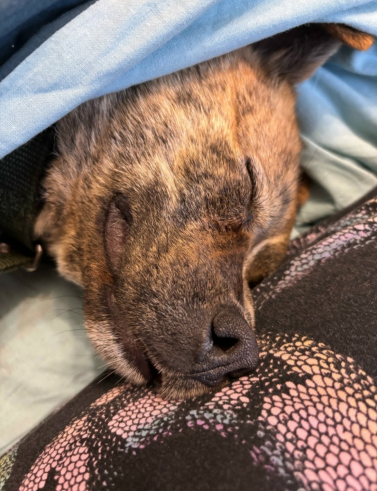 Пропала собака в Старом Осколе — фото объявления