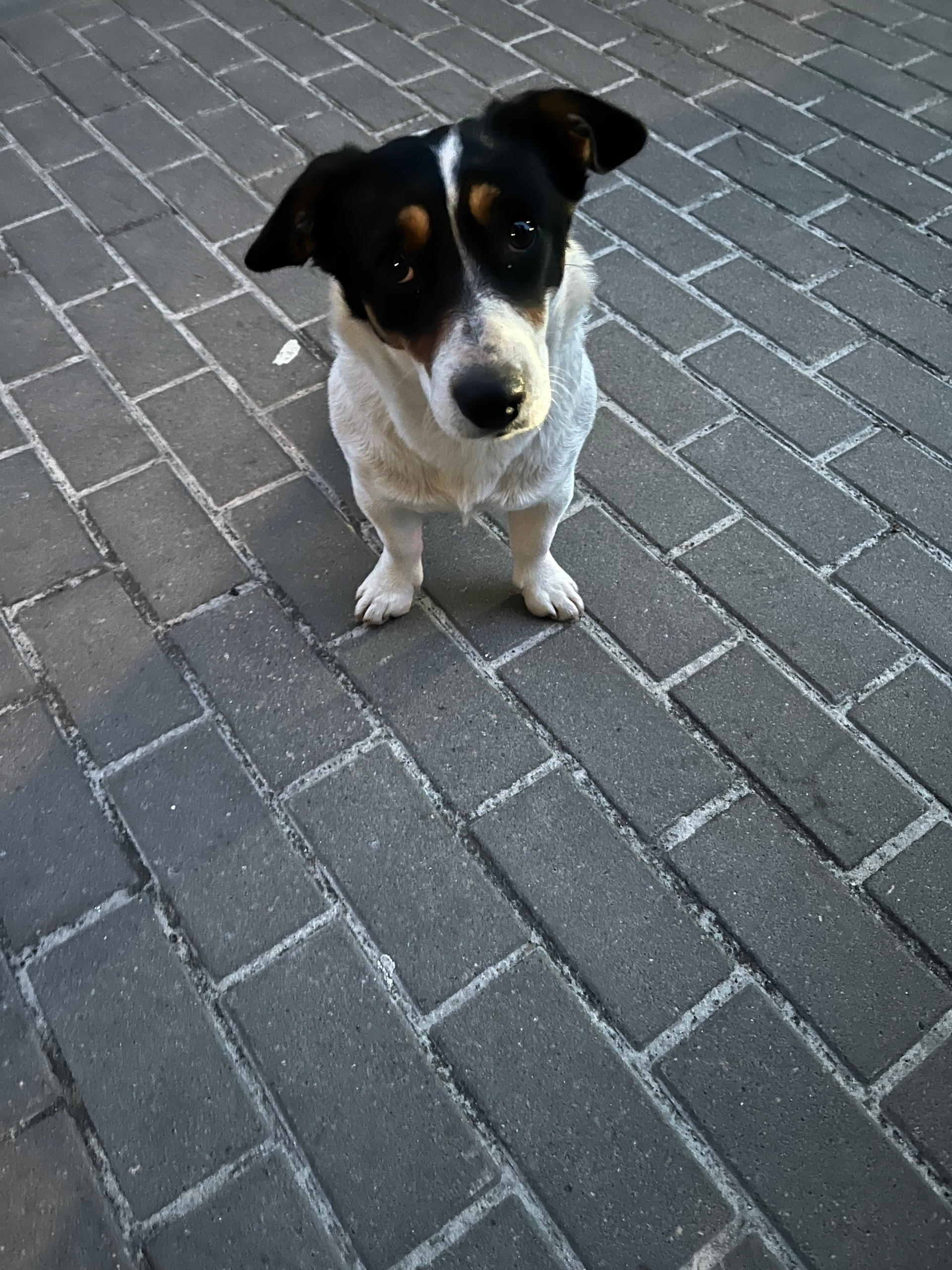 Найдена собака в Старом Осколе — фото объявления