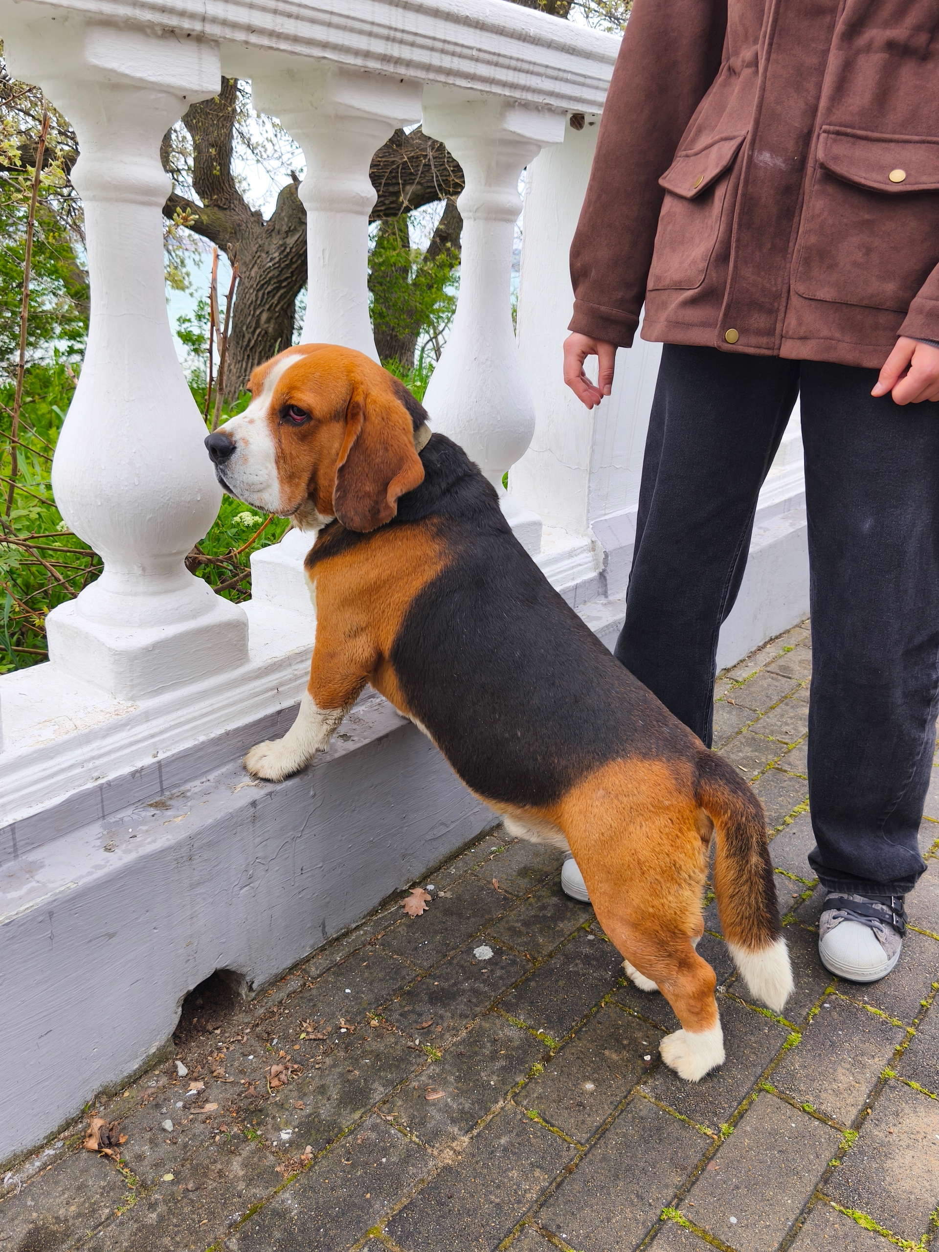 Объявление о питомце в Геленджике