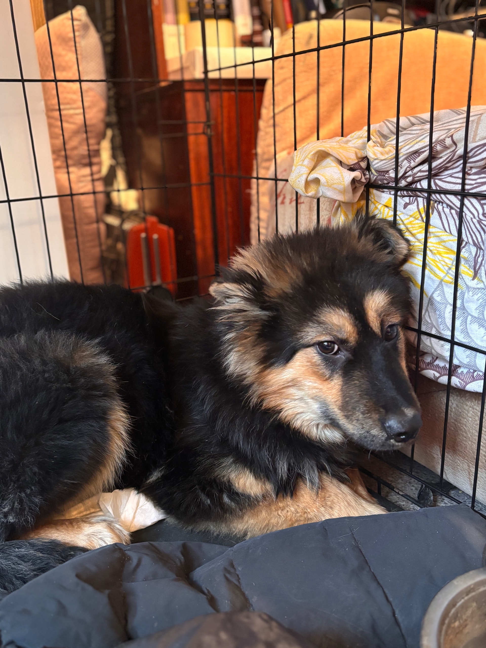 Найдена собака в Ухте