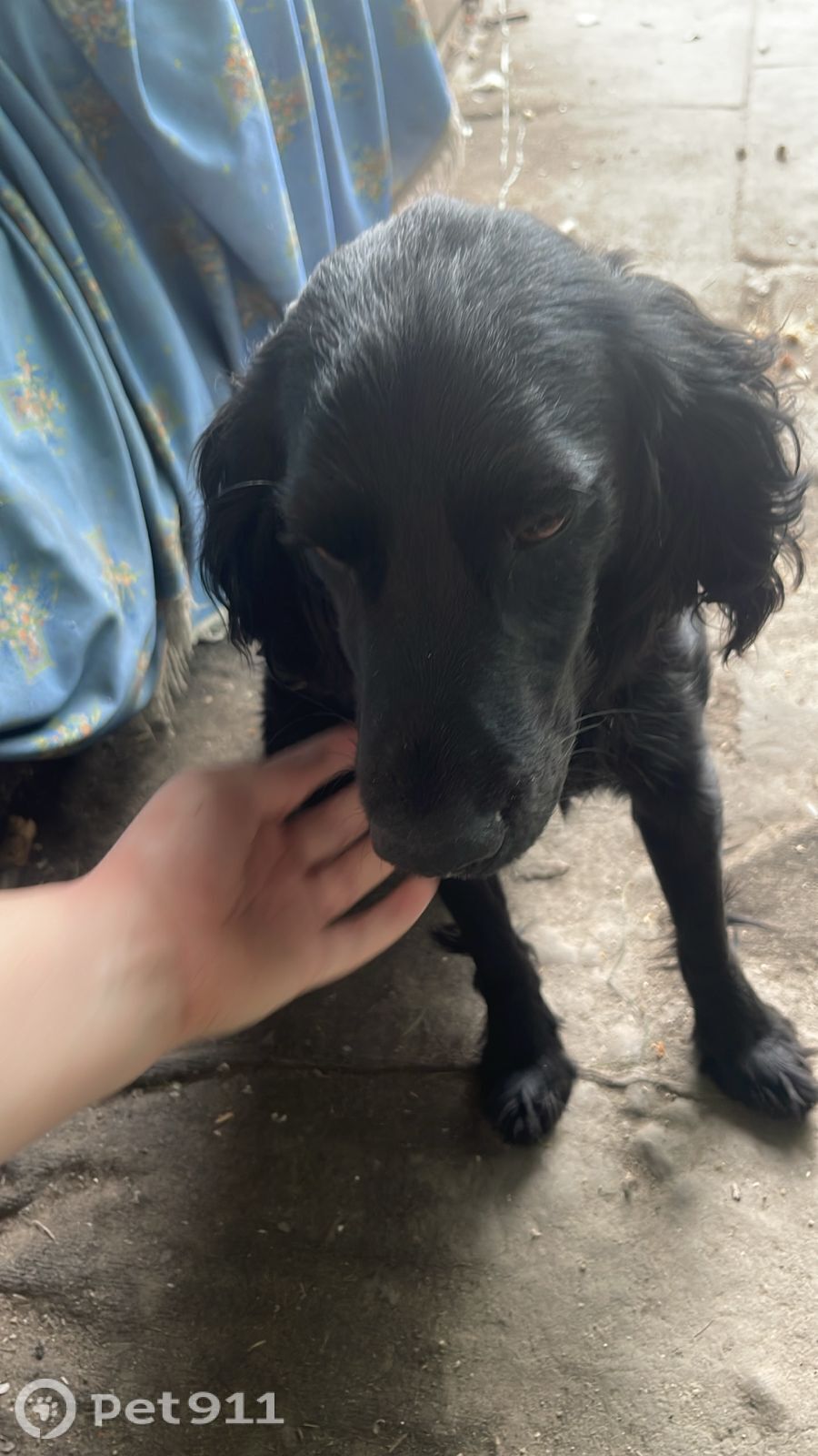 Найдена собака в Другие города