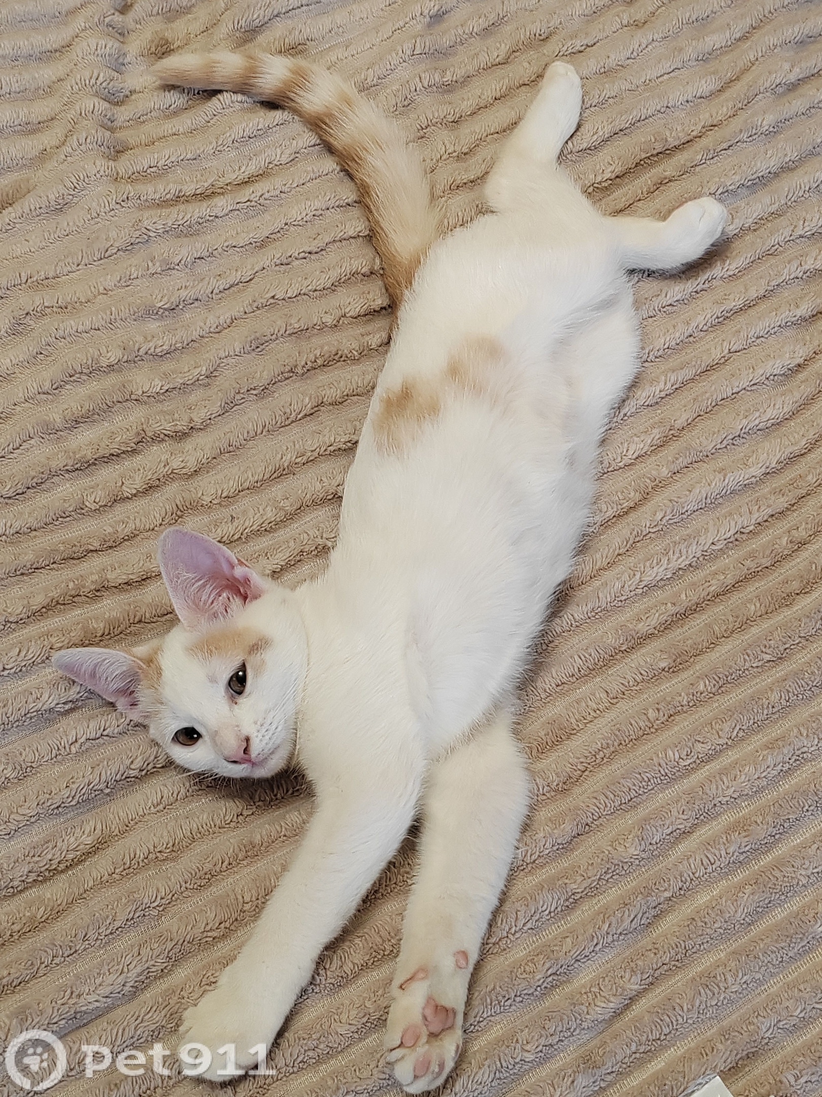 Найдена кошка в Другие города