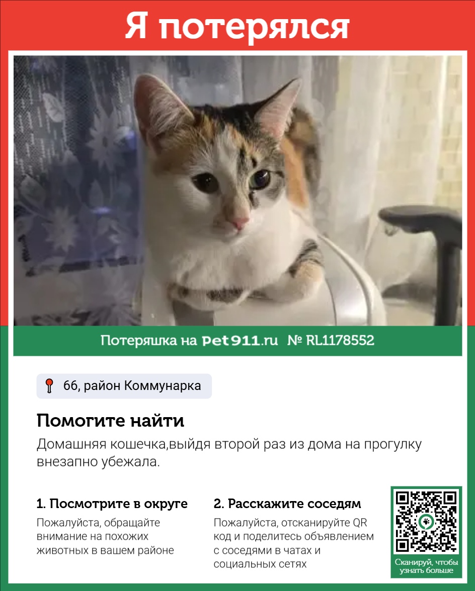 Найдена кошка в Других городах — фото объявления