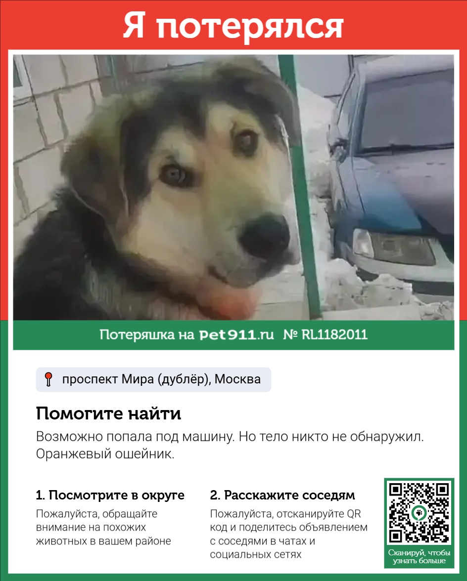 Найдена собака в Других городах — фото объявления