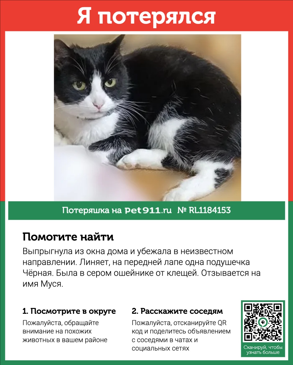 Найдена кошка в Других городах — фото объявления