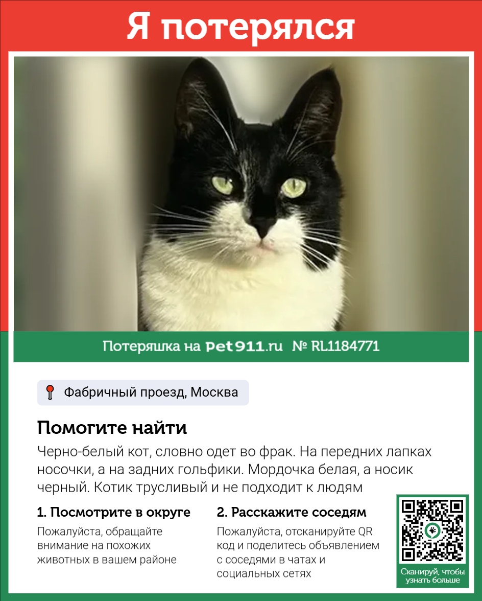 Найдена кошка в Других городах — фото объявления