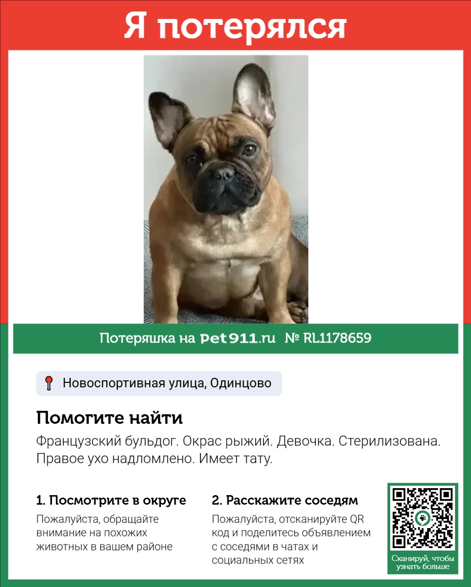 Найдена собака в Других городах — фото объявления