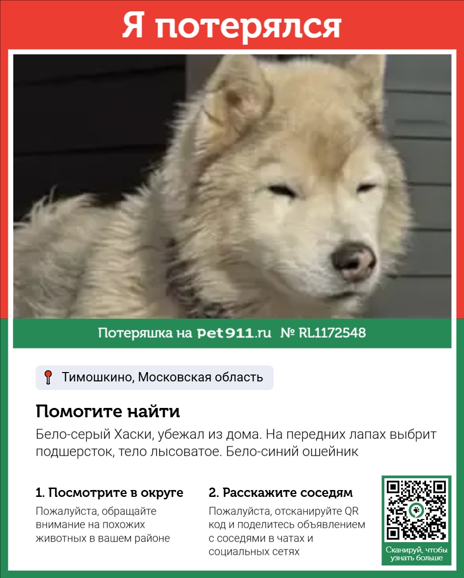 Найдена собака в Другие города