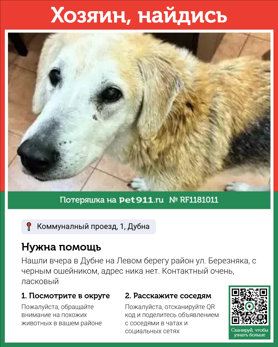 Найдена собака в Других городах — фото объявления