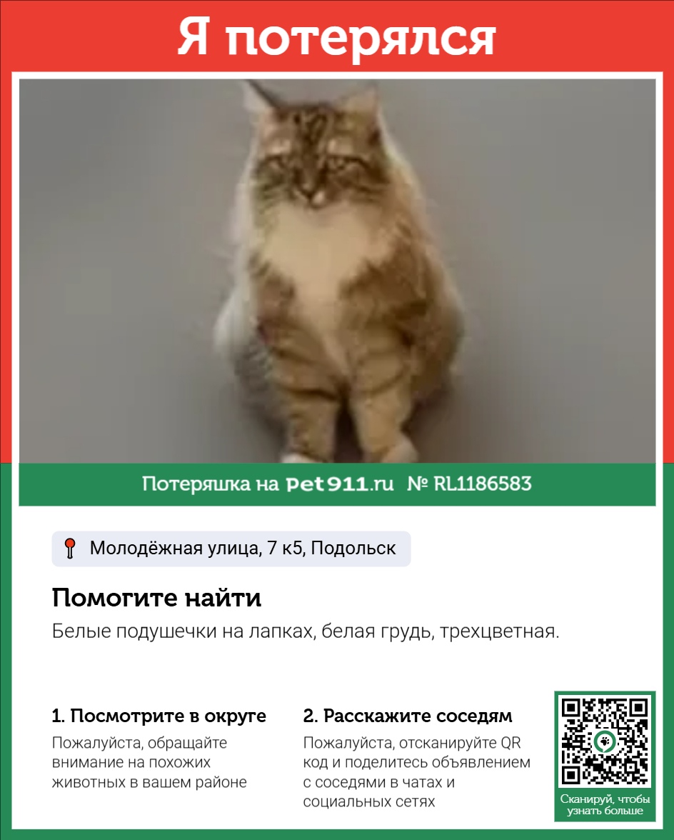 Найдена кошка в Других городах — фото объявления