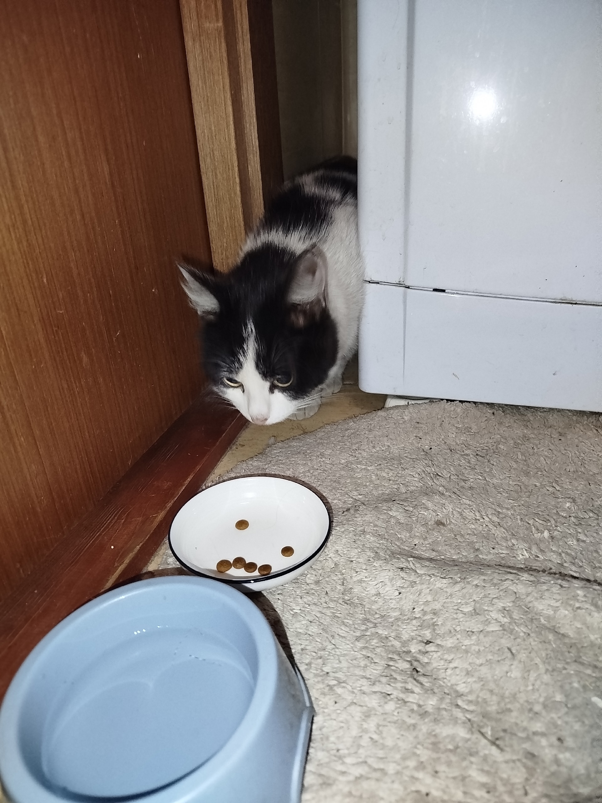 Найдена собака в Другие города