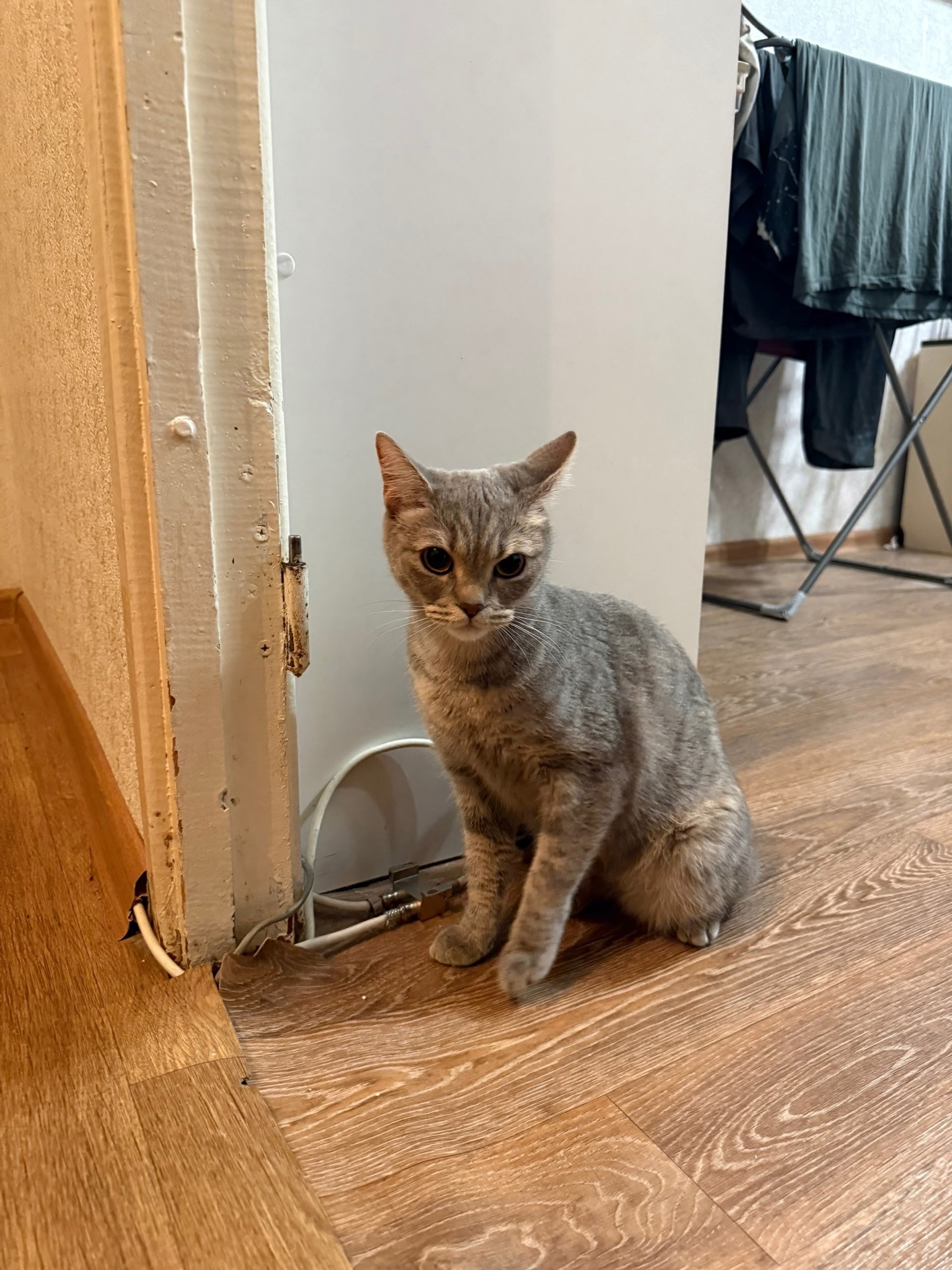 16.04 найдена кошка в магазине монетка Пермская 13. Забрали на передержку, ищем хозяев!!!