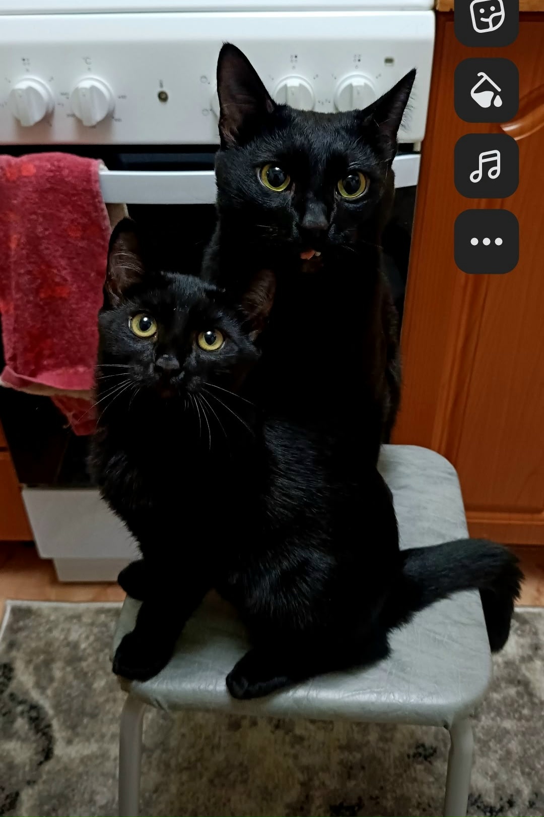 Найден питомец в Другие города