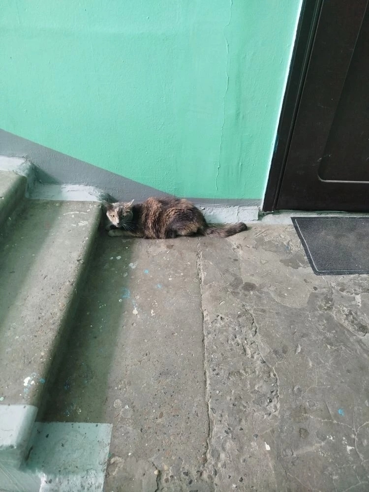 Найдена кошка в Другие города