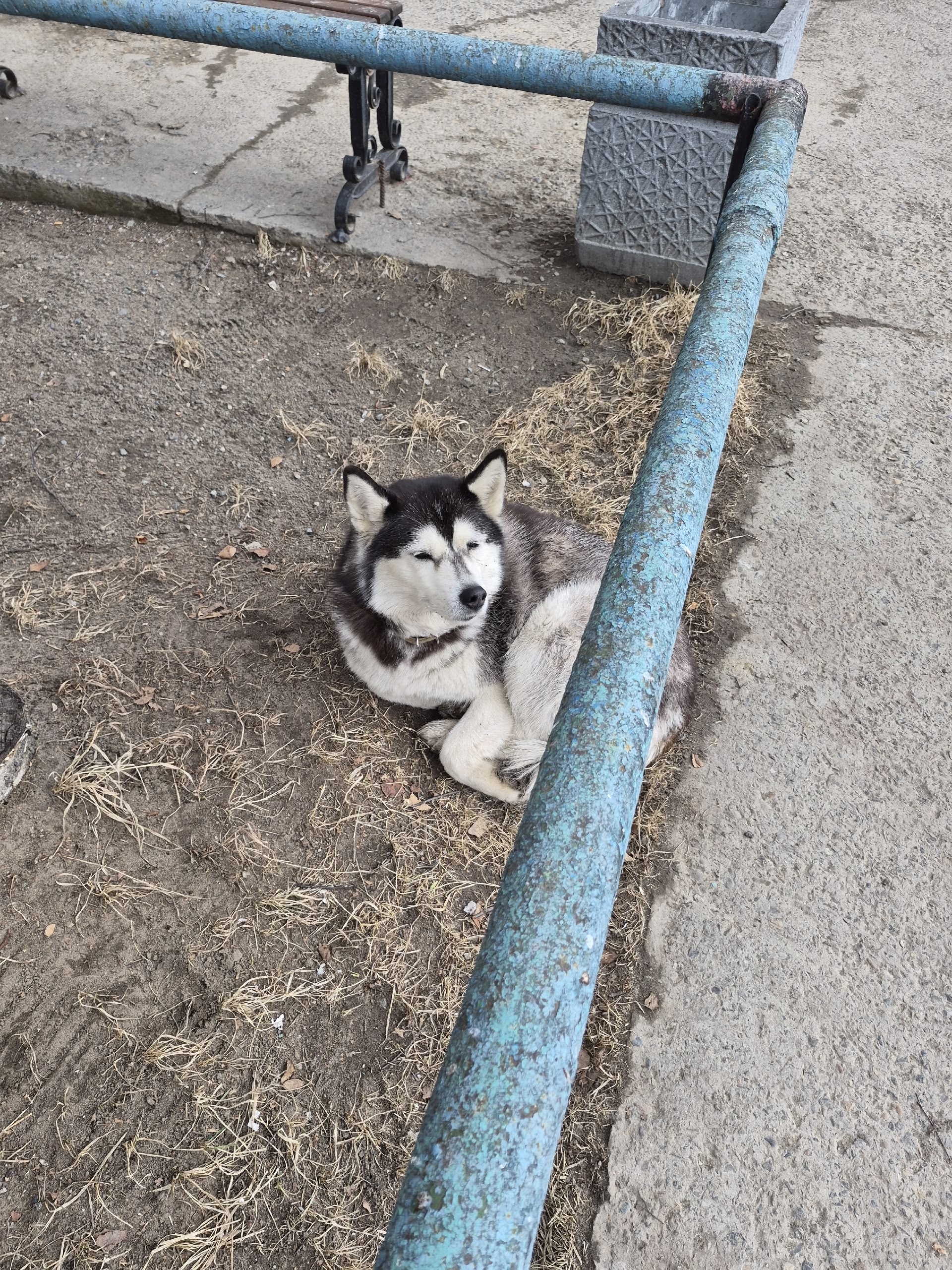 Объявление о питомце в Другие города