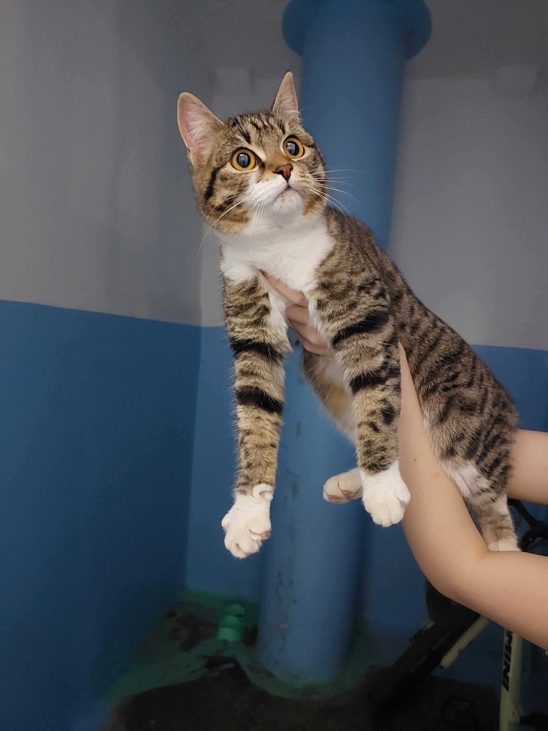 Объявление о питомце в Других городах — фото объявления