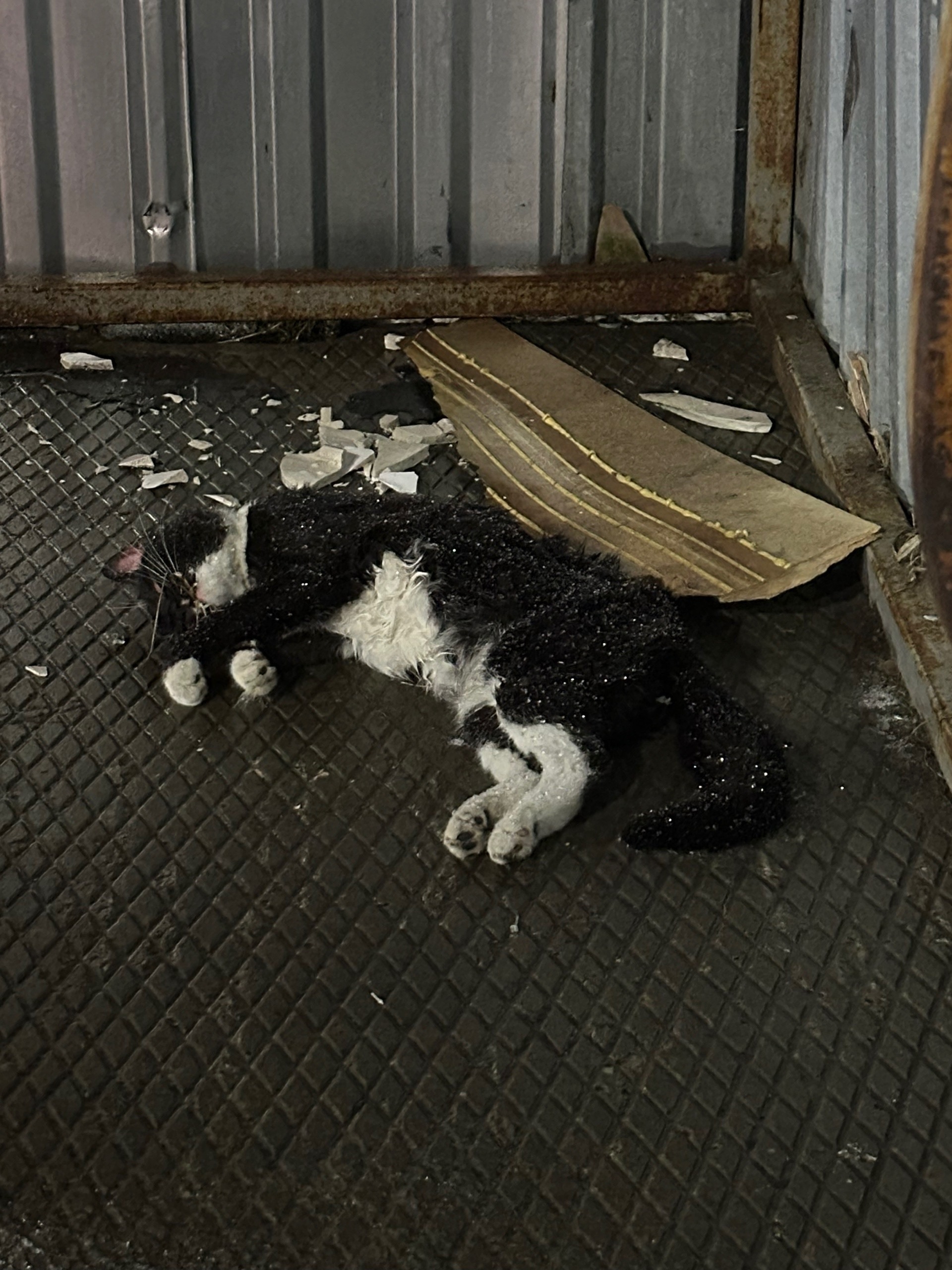 Найден питомец в Другие города