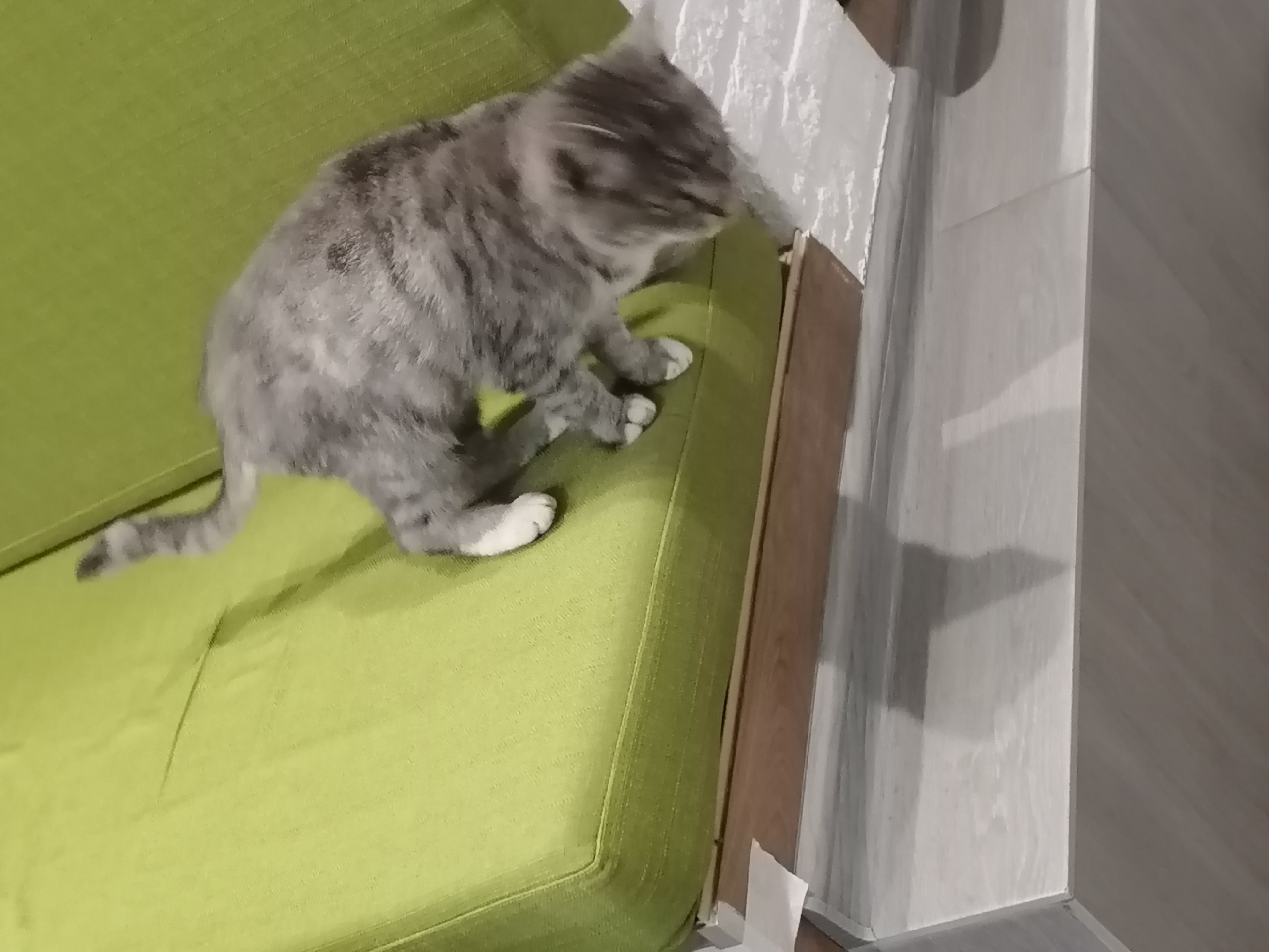 Найден питомец в Другие города