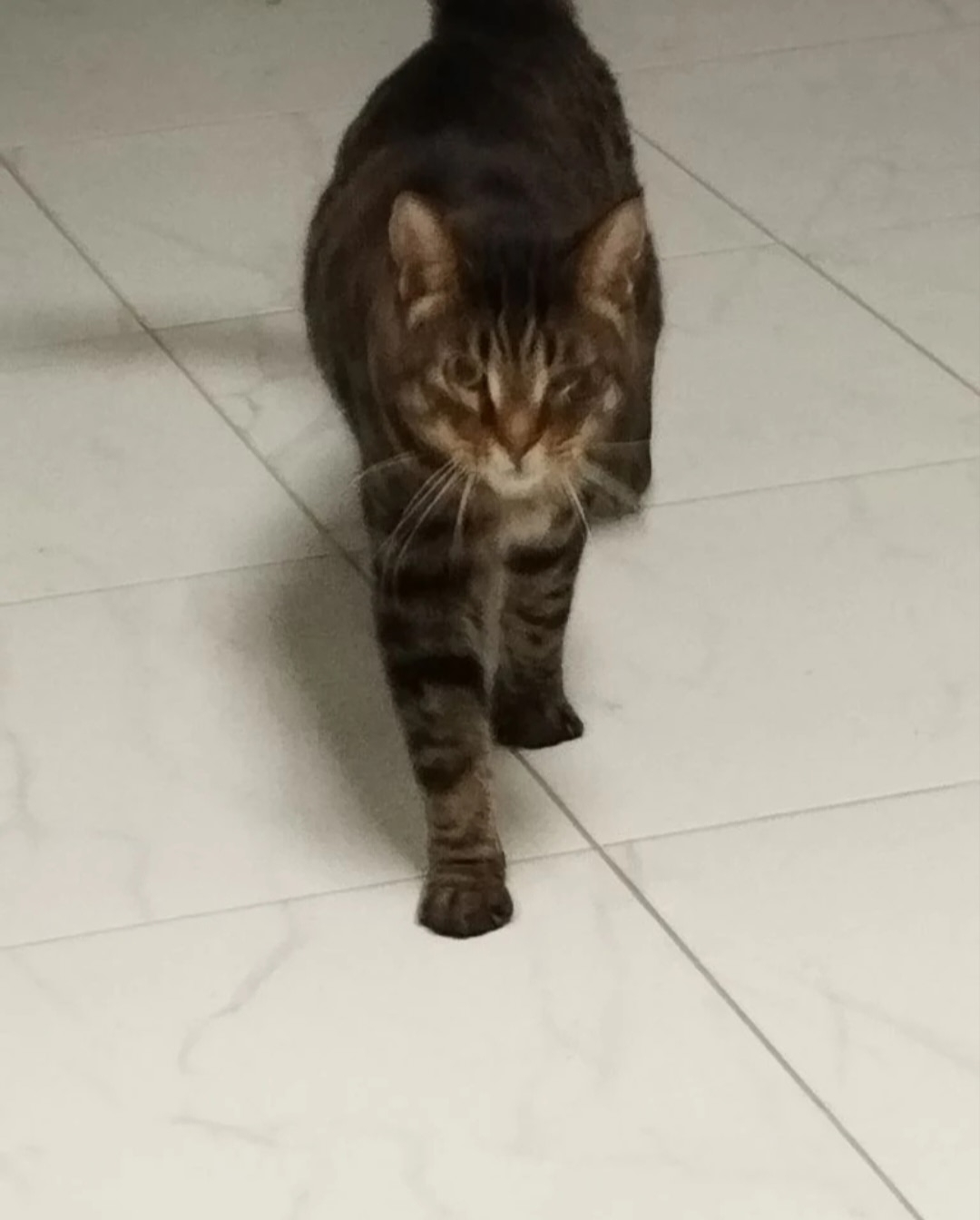 Найдена кошка в Другие города