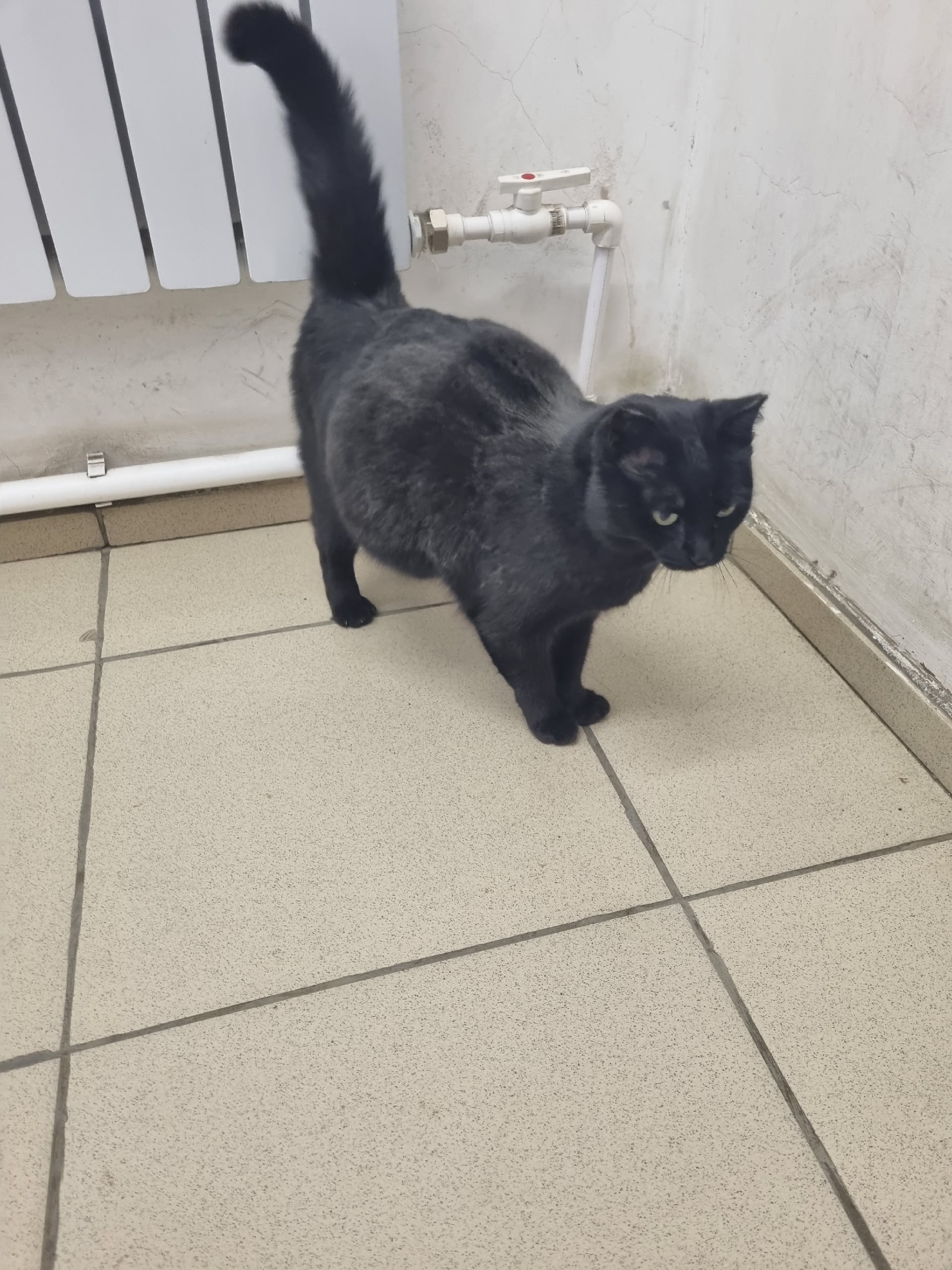 Объявление о питомце в Других городах — фото объявления