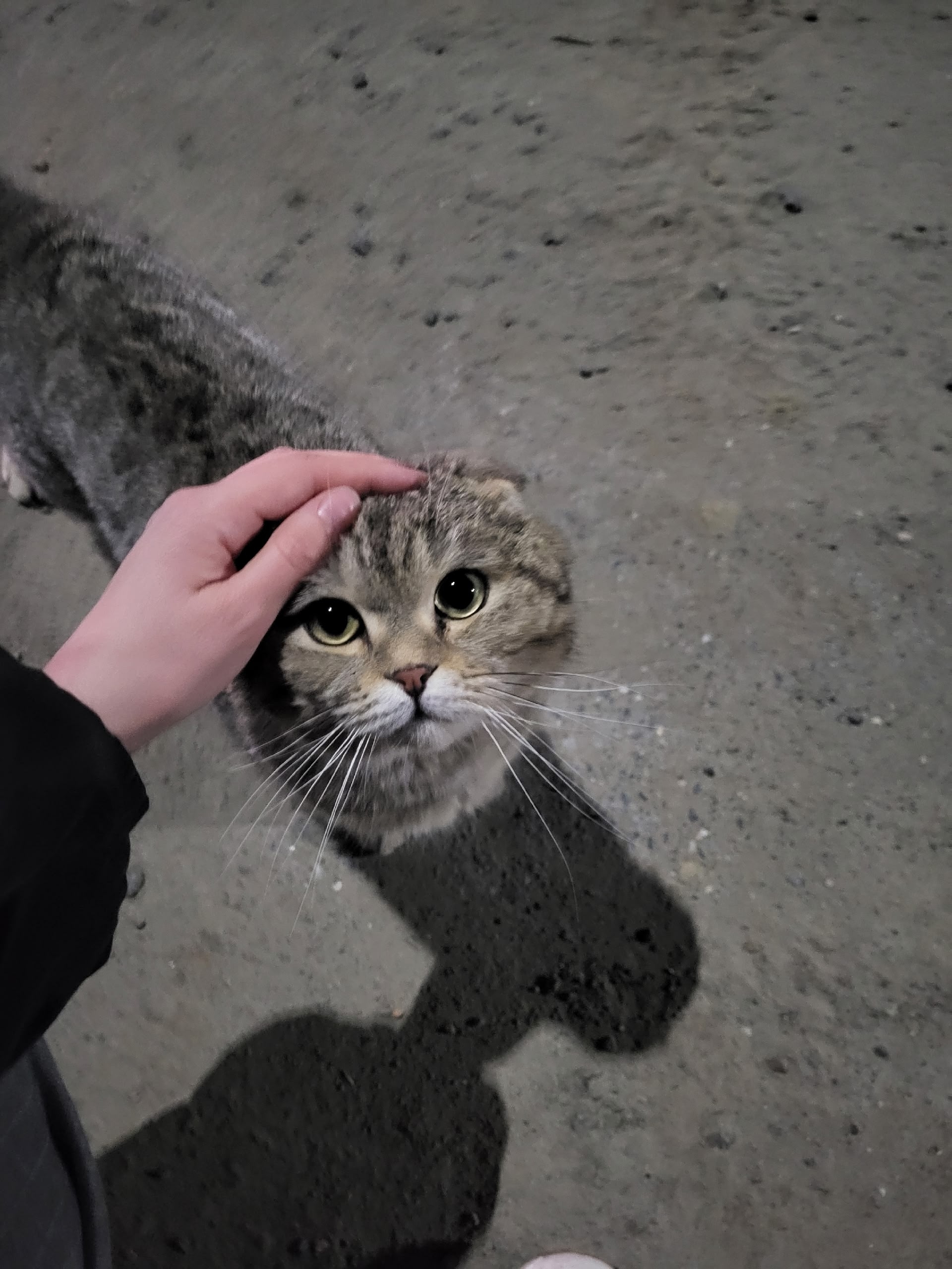 Найдена кошка в Других городах — фото объявления