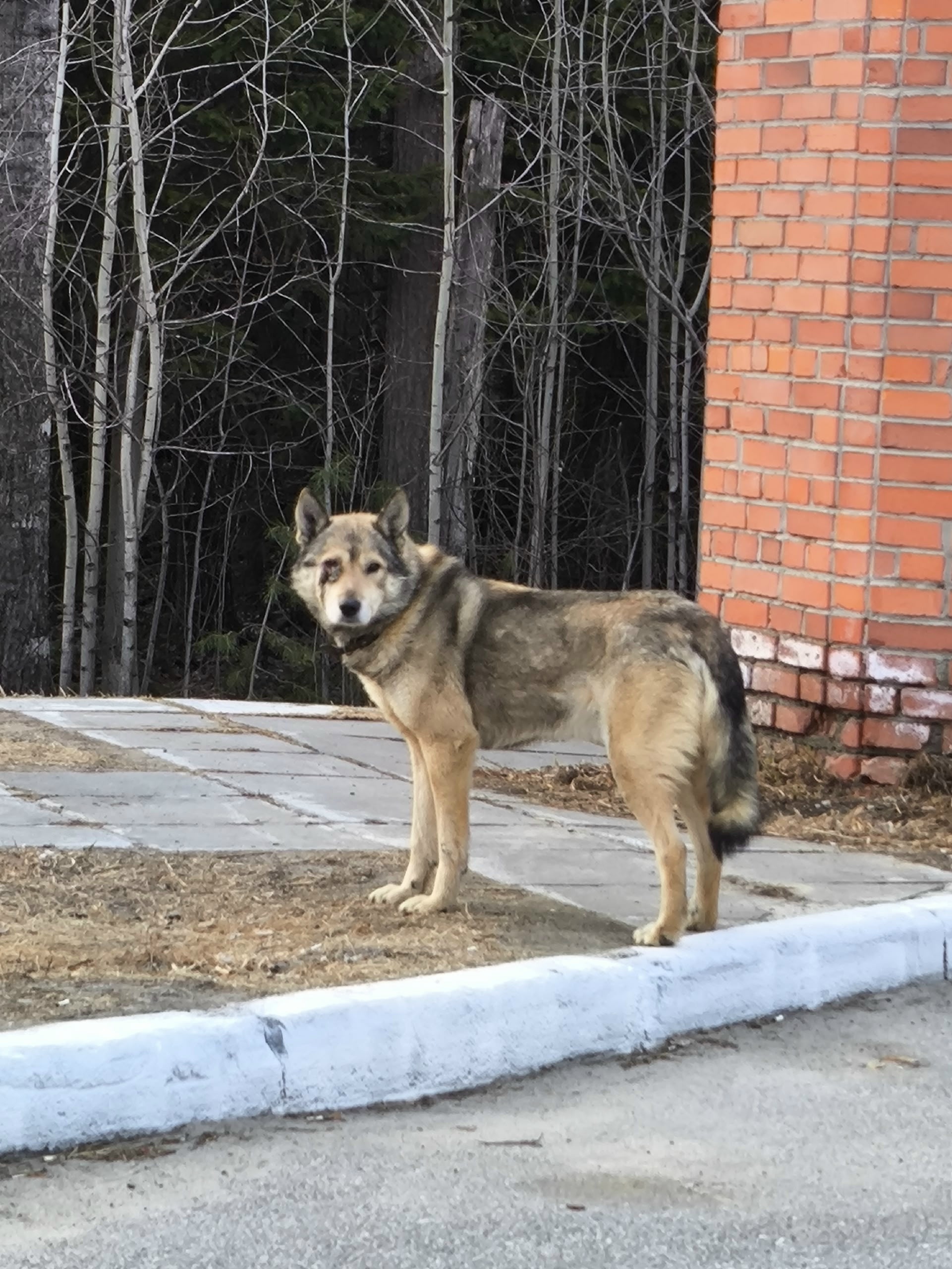 Найдена собака в Других городах — фото объявления