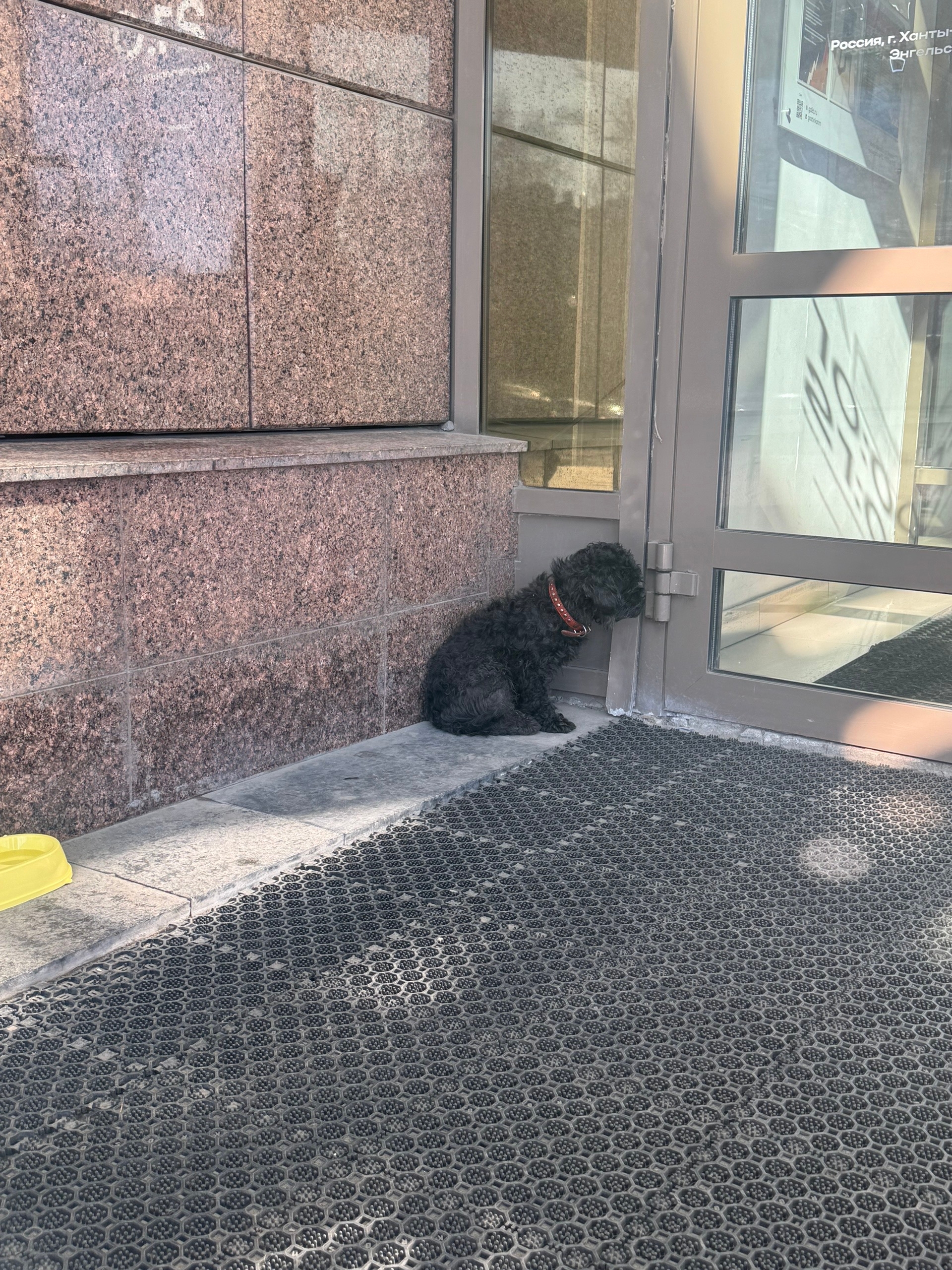 Найдена собака в Других городах — фото объявления