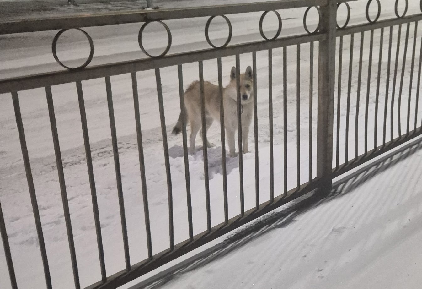 Найдена собака в Других городах — фото объявления
