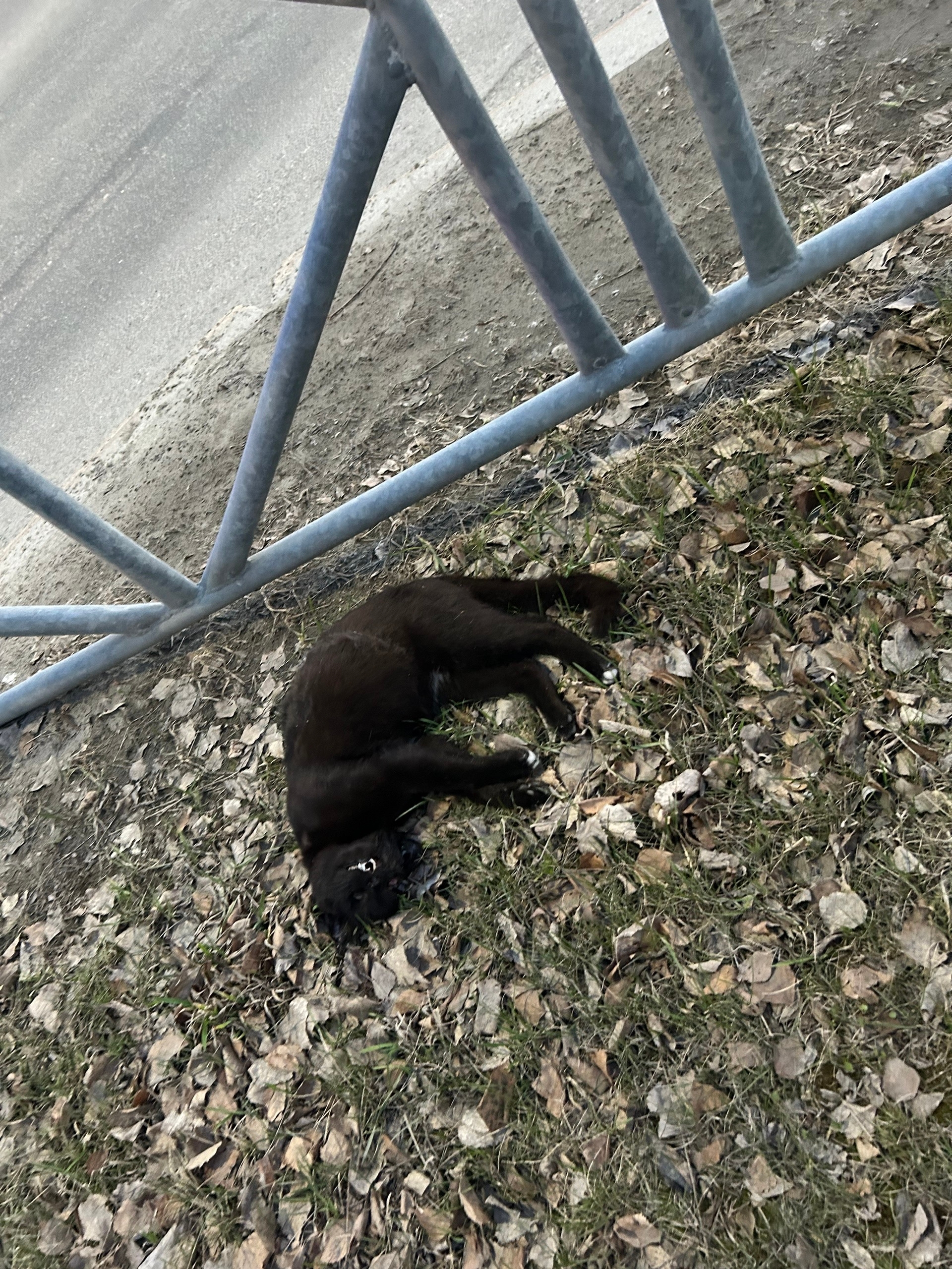 Найдена кошка в Других городах — фото объявления