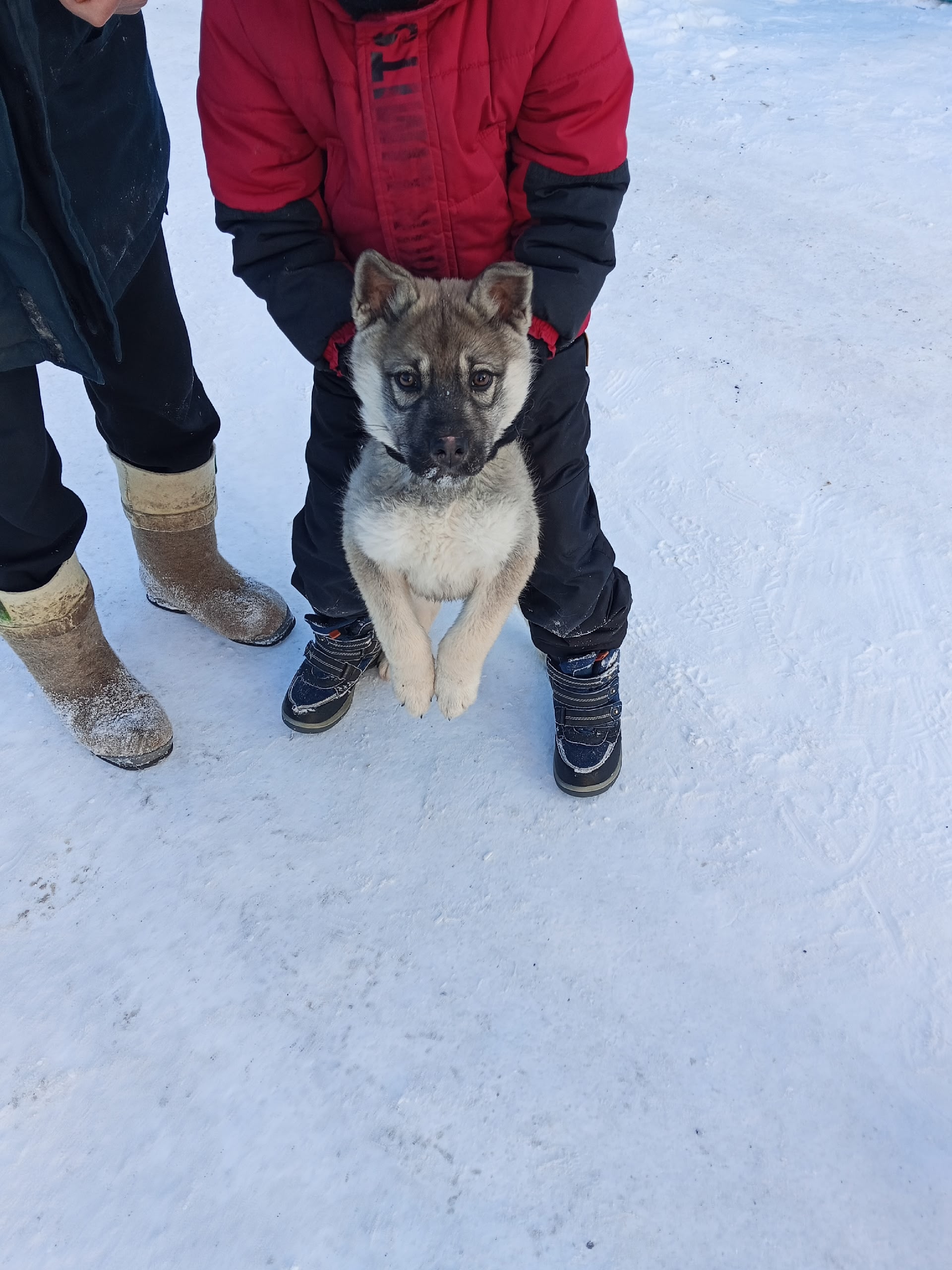 18.04 2026 Найден щенок, кобель. ДПК У-Дача, Ялтинский-проезд. Тел. 89519945206.