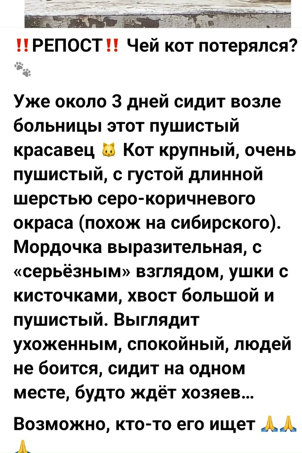 Найден питомец в Другие города