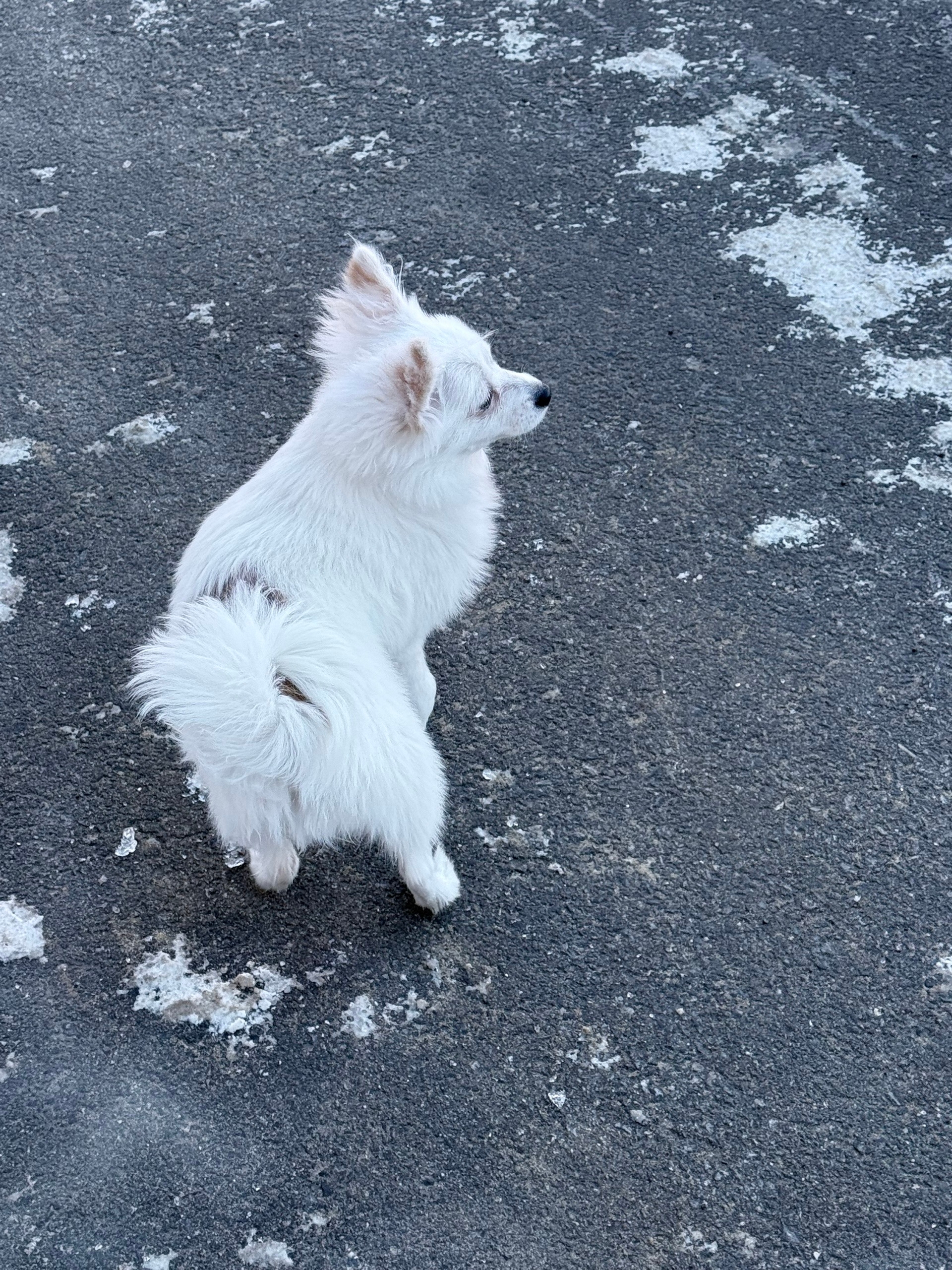 Найден питомец в Другие города