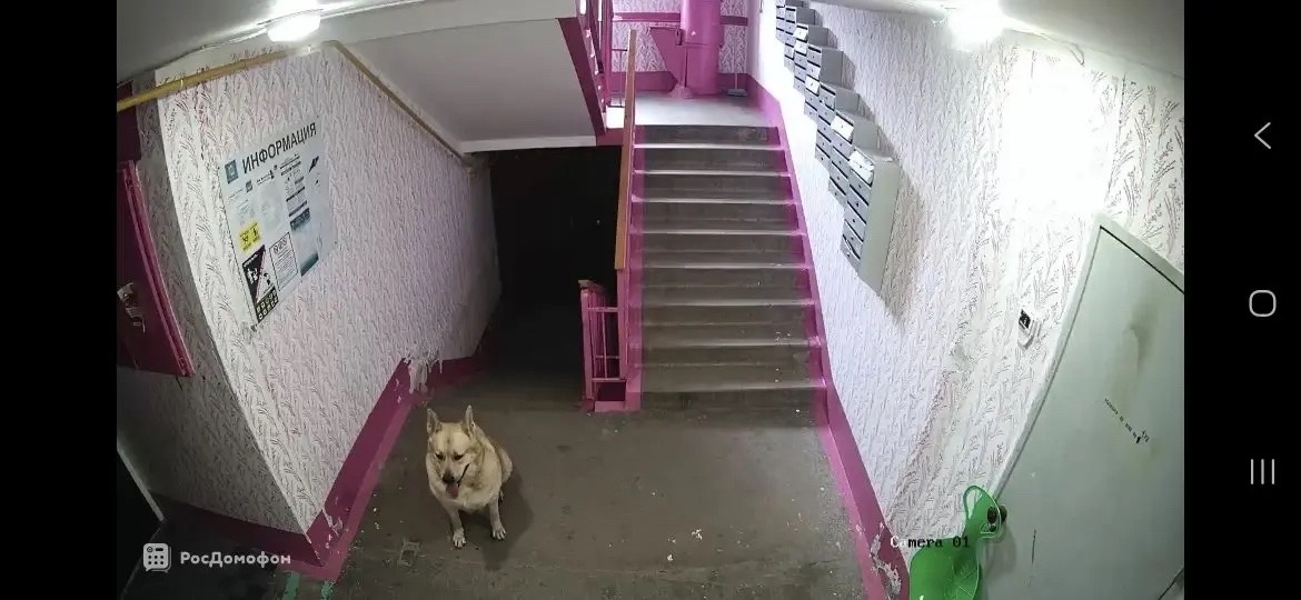 Найдена собака в Других городах — фото объявления