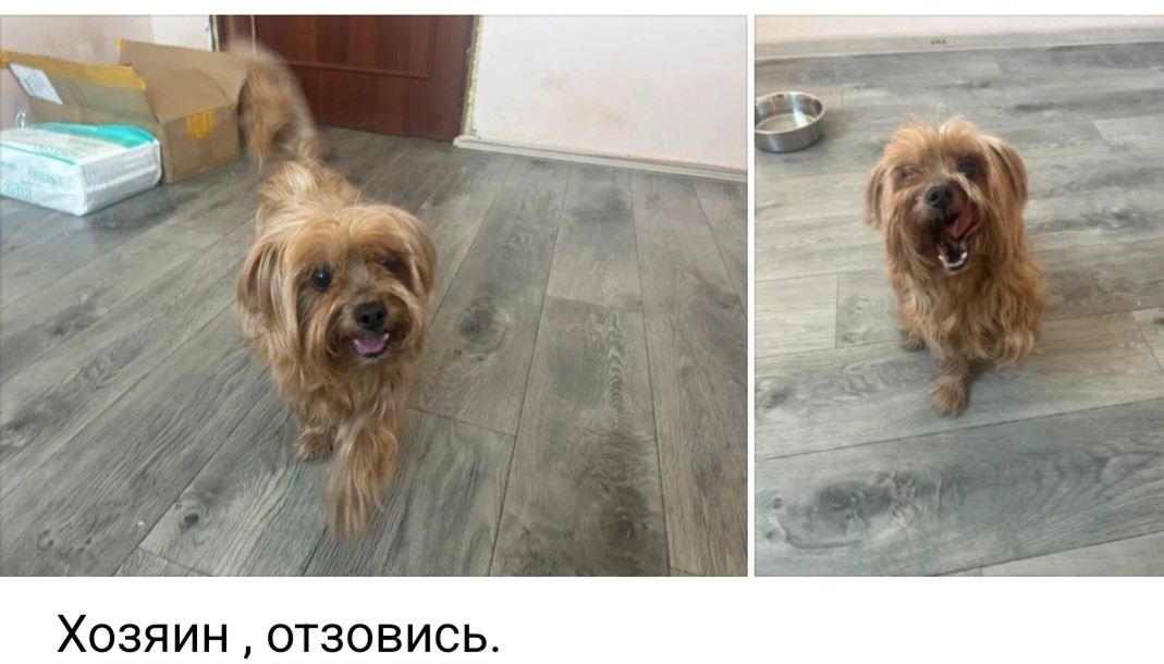 Объявление о питомце в Других городах — фото объявления