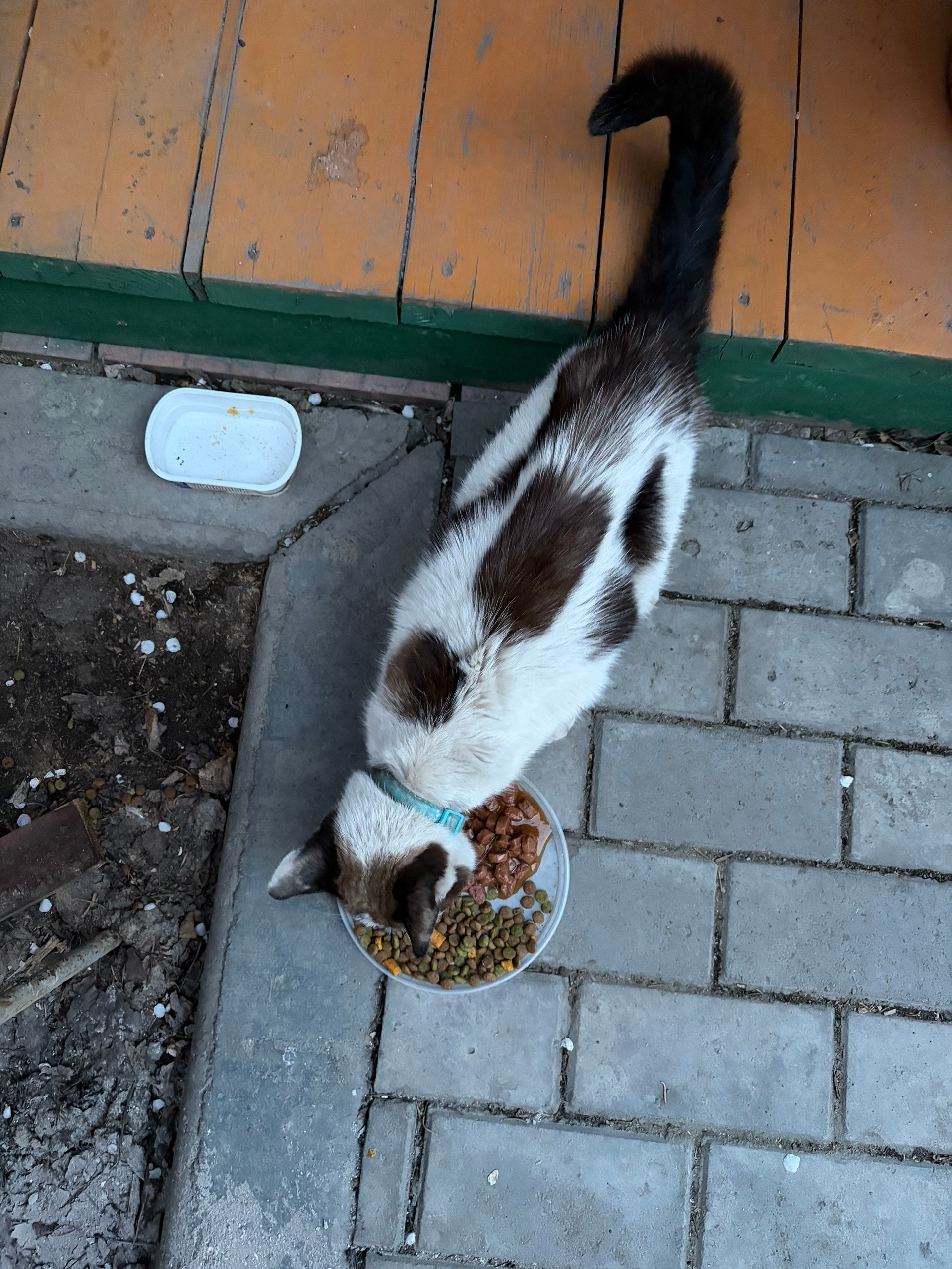 Найдена кошечка в переулке Волкова. Очень ласковая. С космическими голубыми глазами. Истощена. На шее голубой ошейник  с орнаментом из белых следов лап.