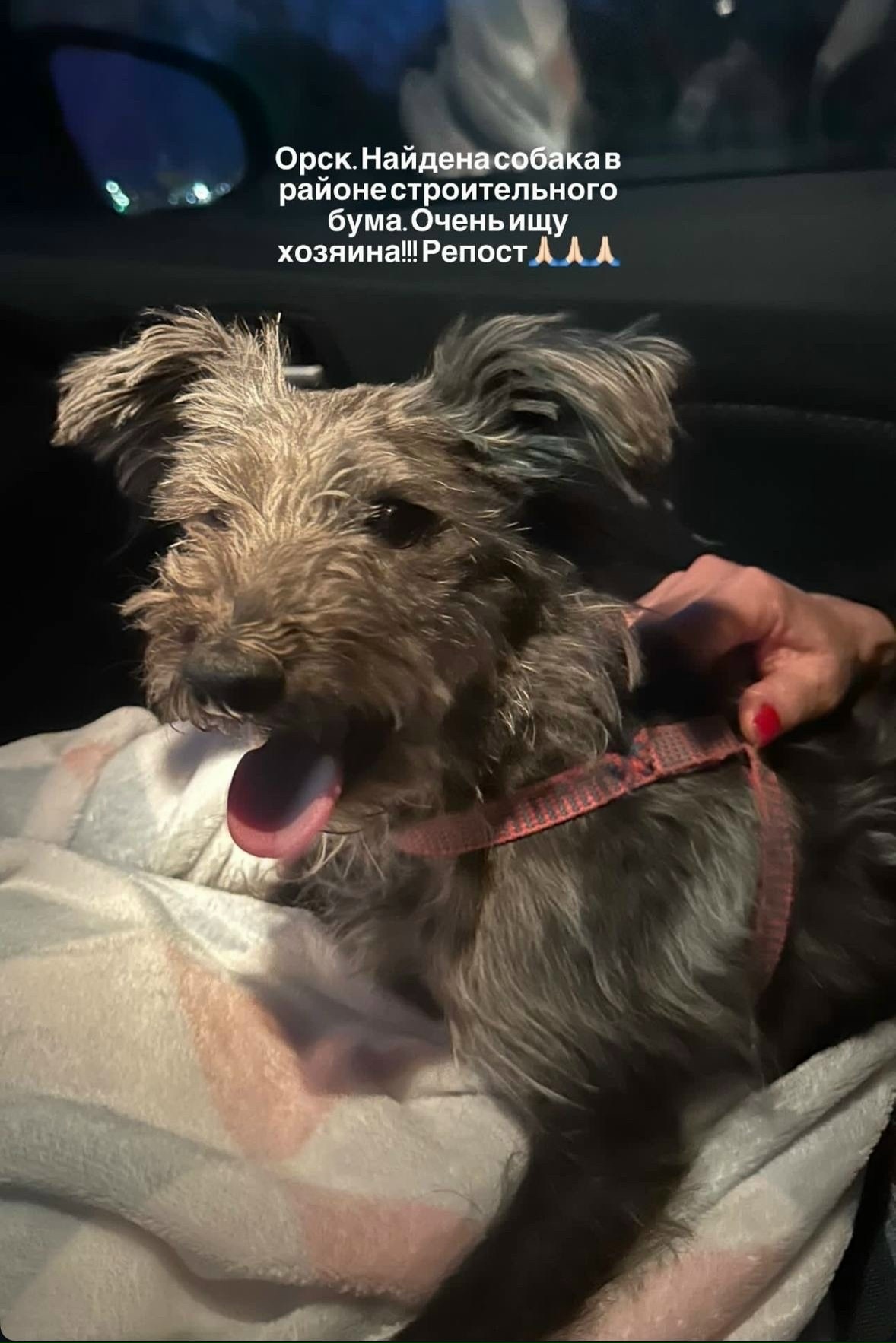Найдена собака в Другие города