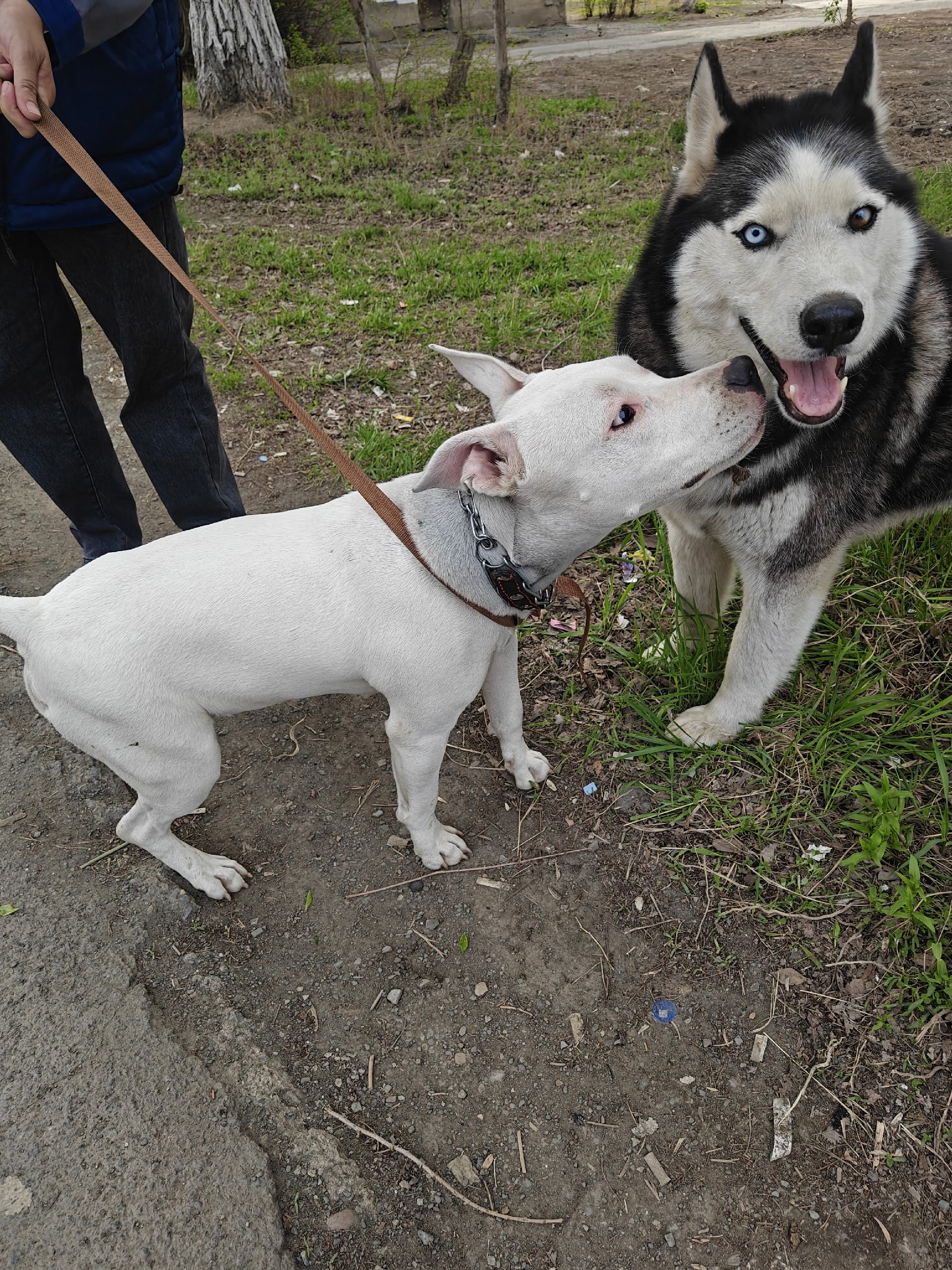 Объявление о питомце в Другие города