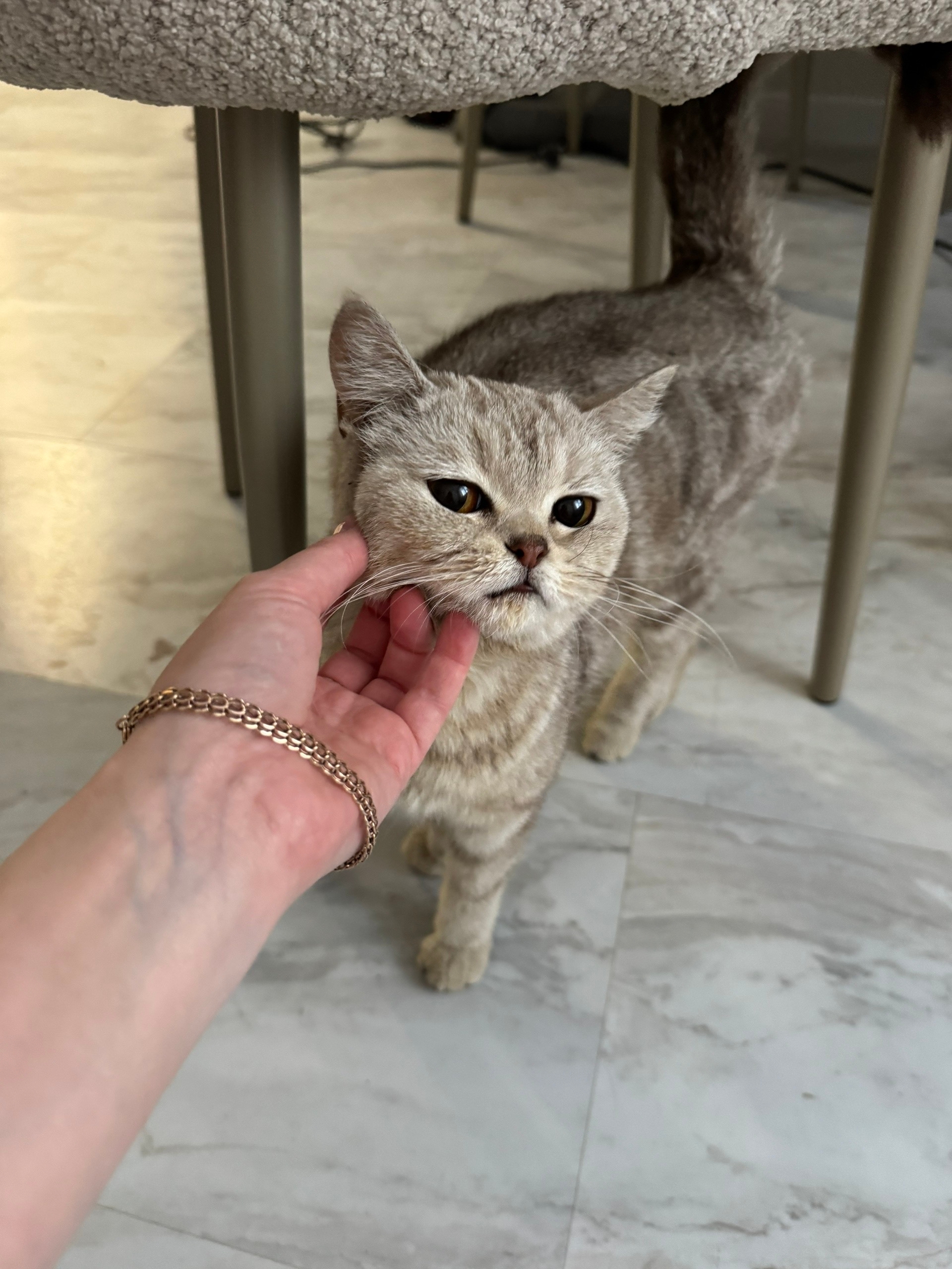 Найден питомец в Другие города