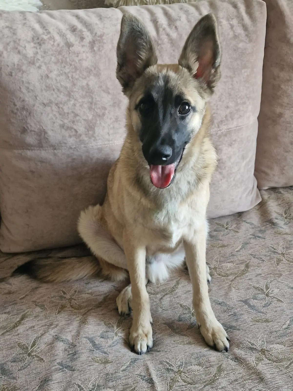 Найдена собака в Другие города