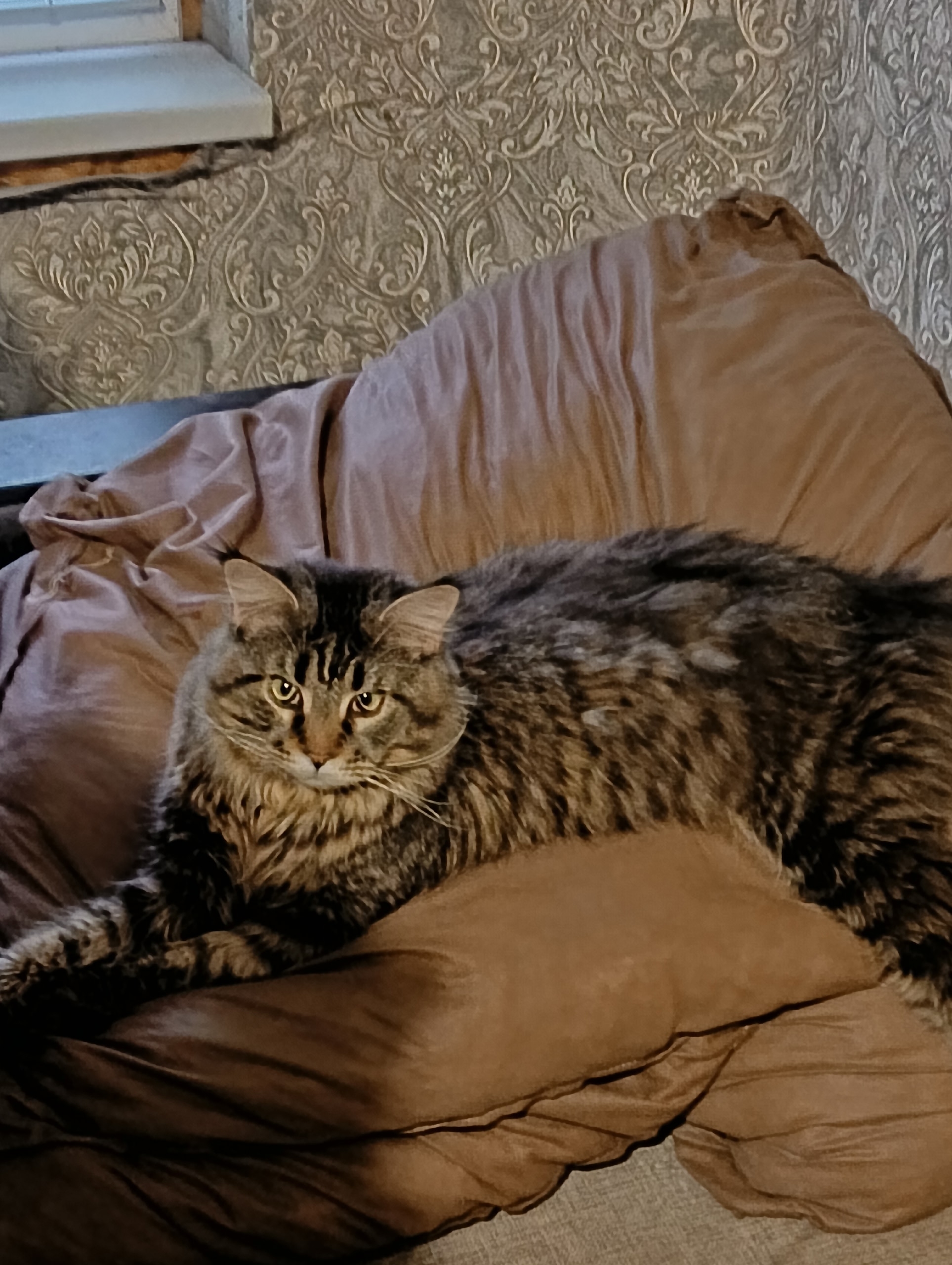 Найдена кошка в Другие города