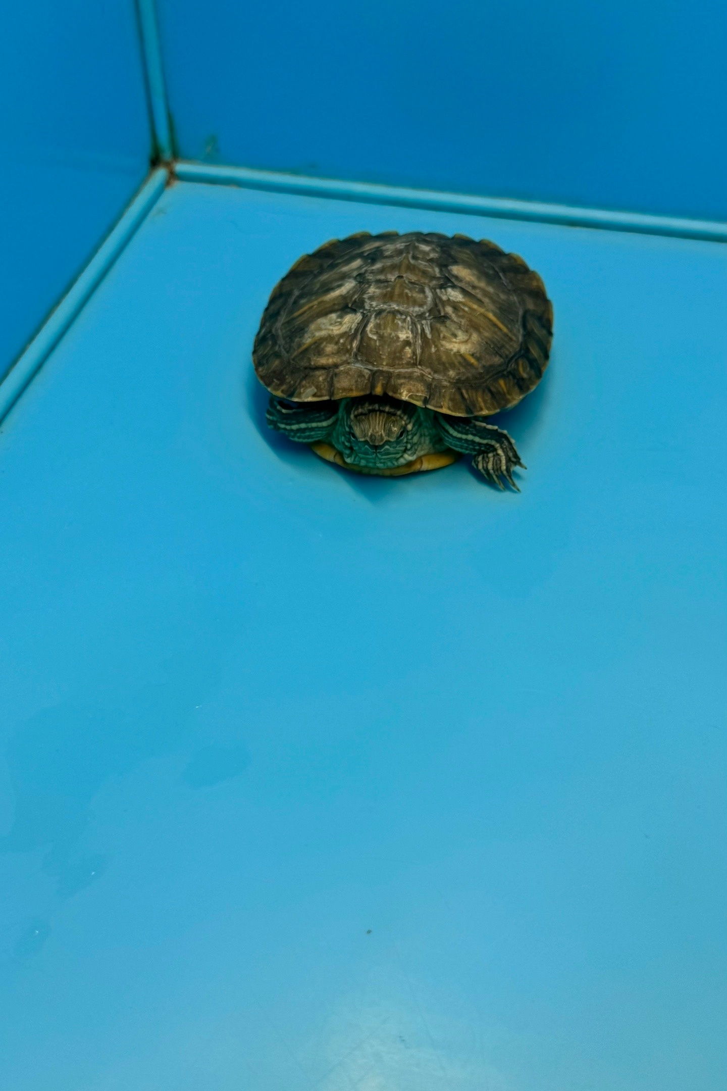 Найден питомец в Другие города