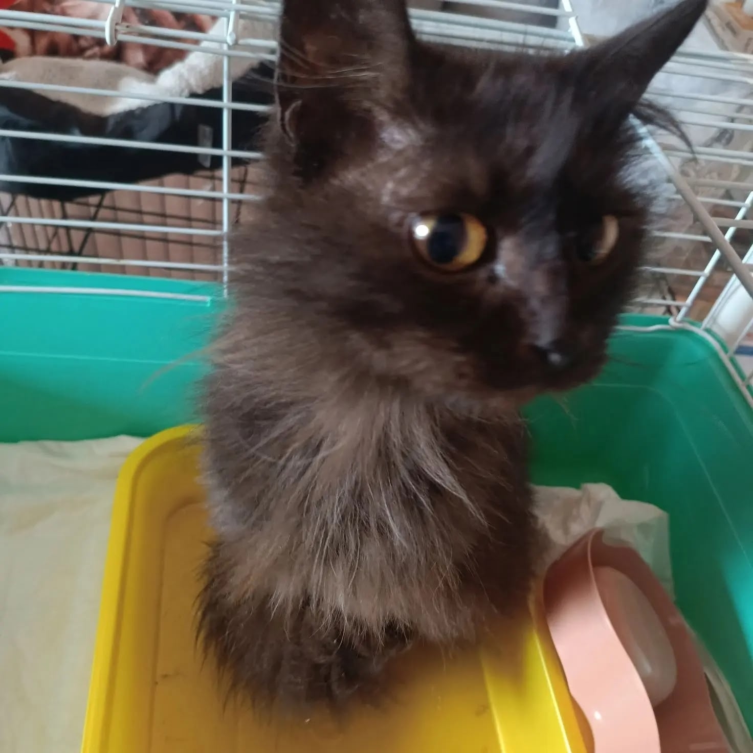 Найдена кошка в Других городах — фото объявления