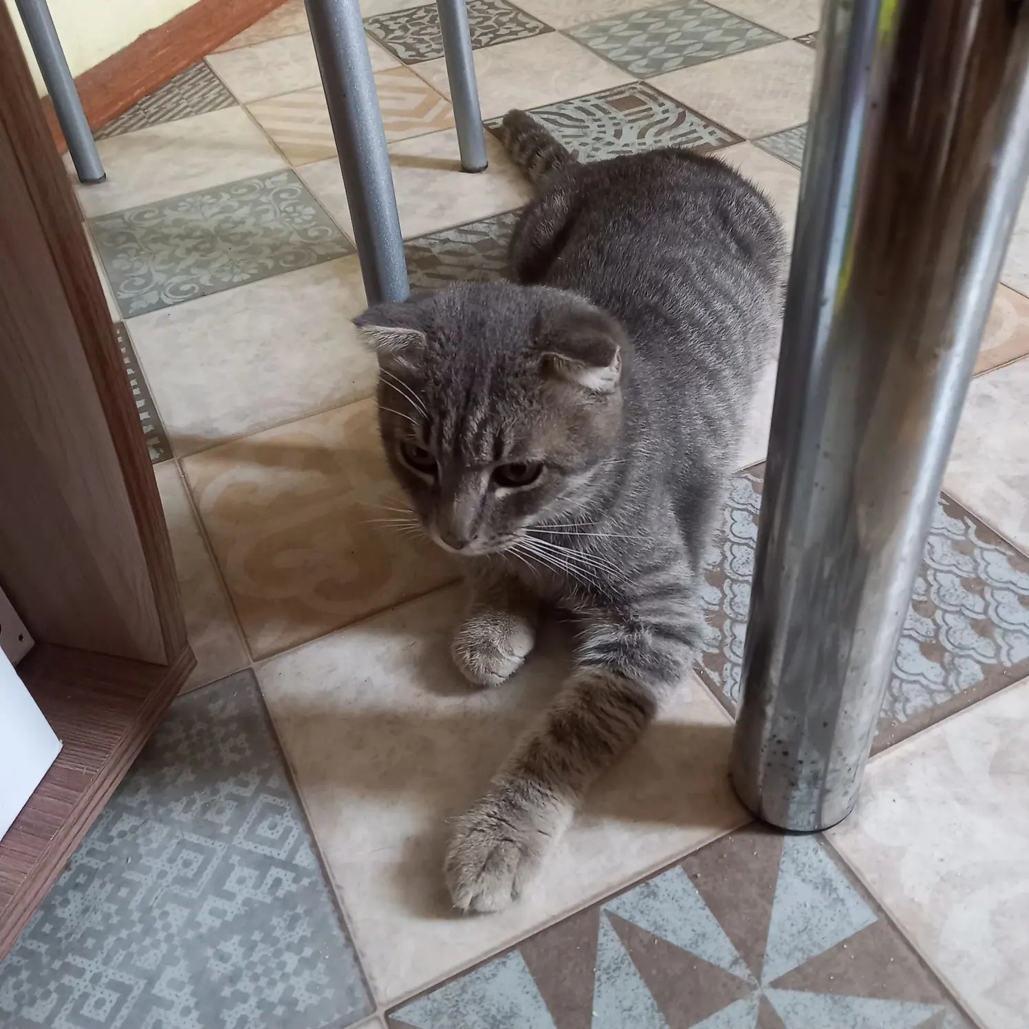 Найдена кошка в Других городах — фото объявления