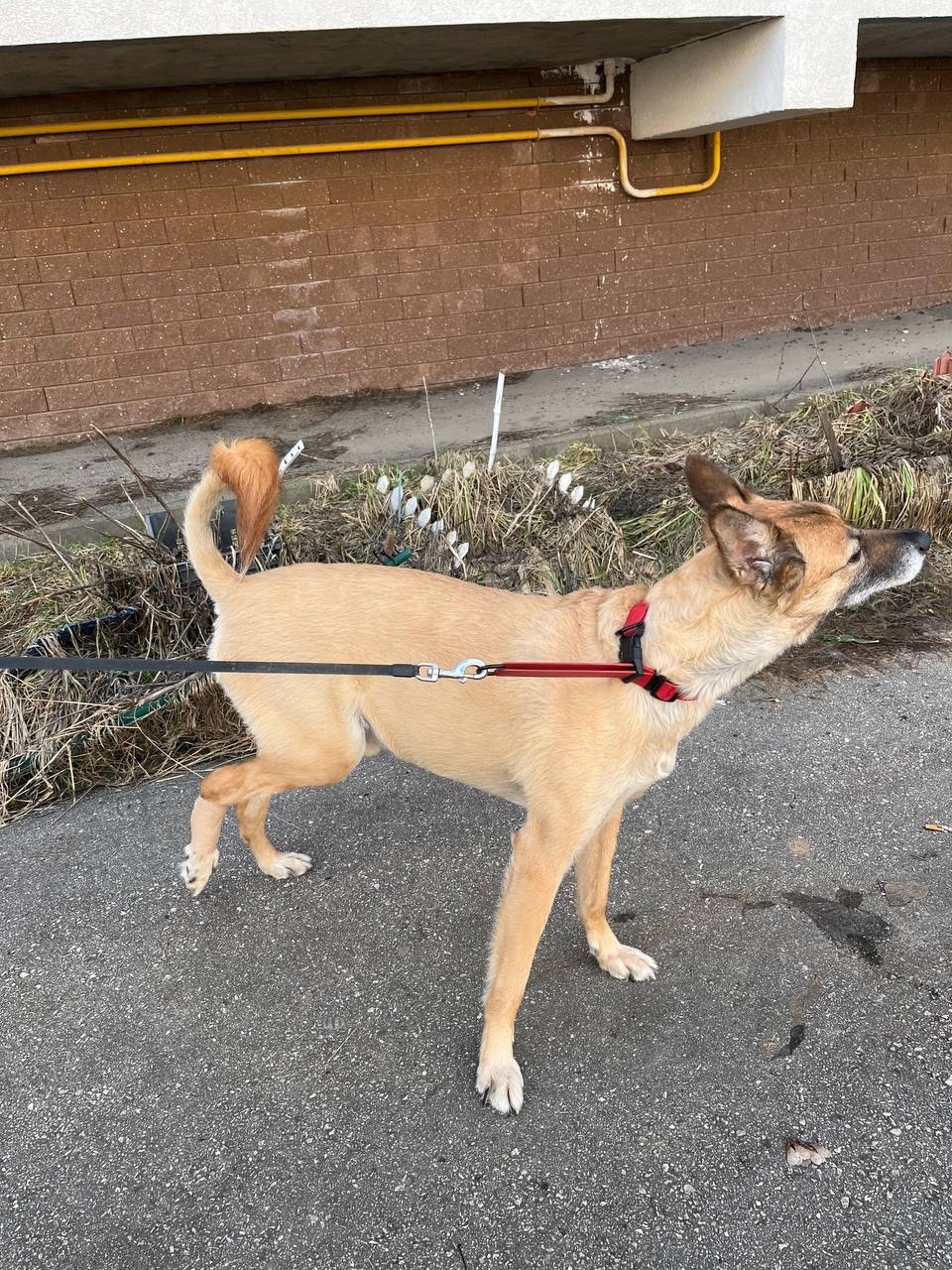 🙏🙏🙏Друзья,  люди с добрым сердцем,  мы с Максом просим помощи 🙏🙏🙏